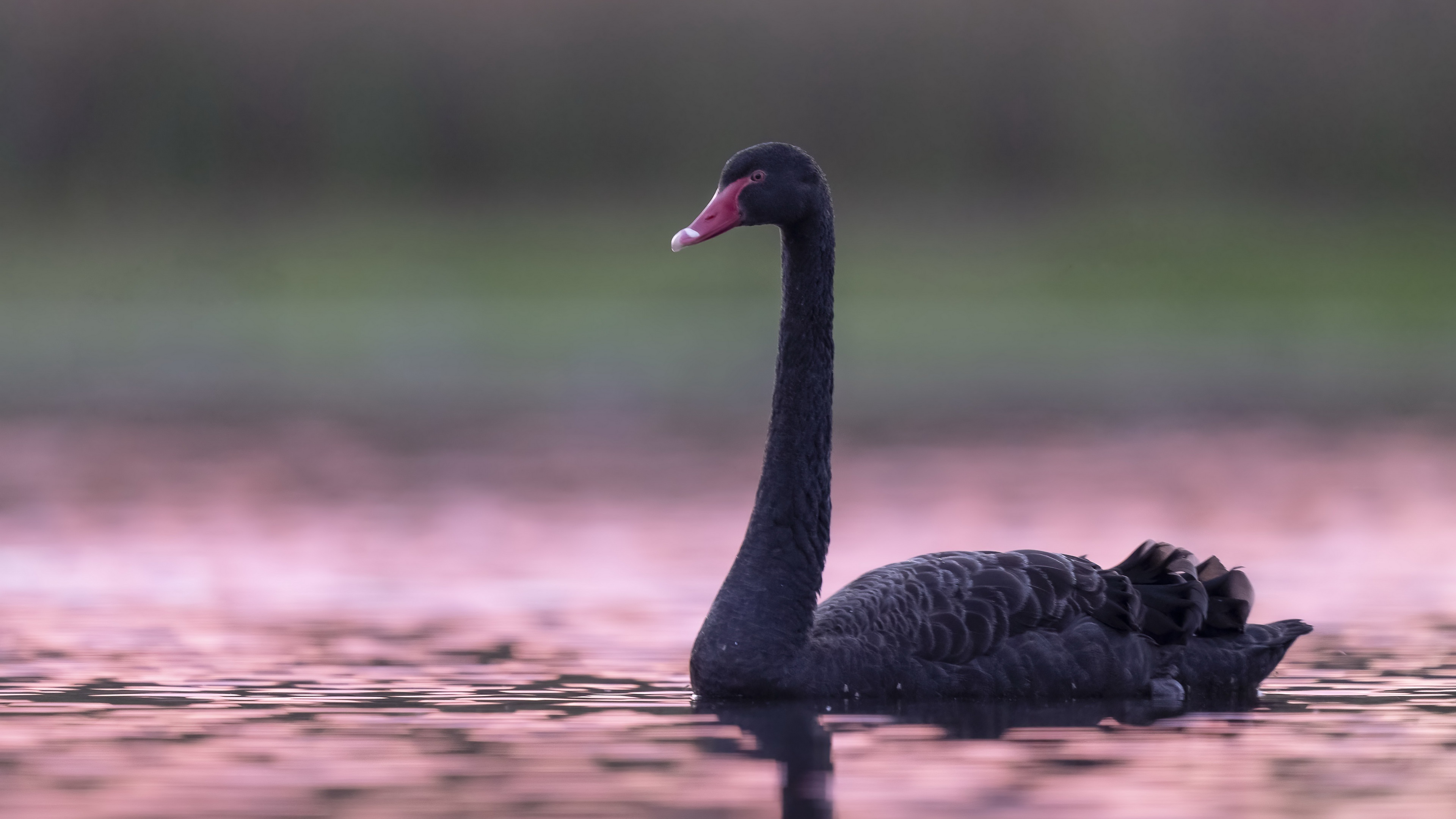 Black Swan (Vogel)