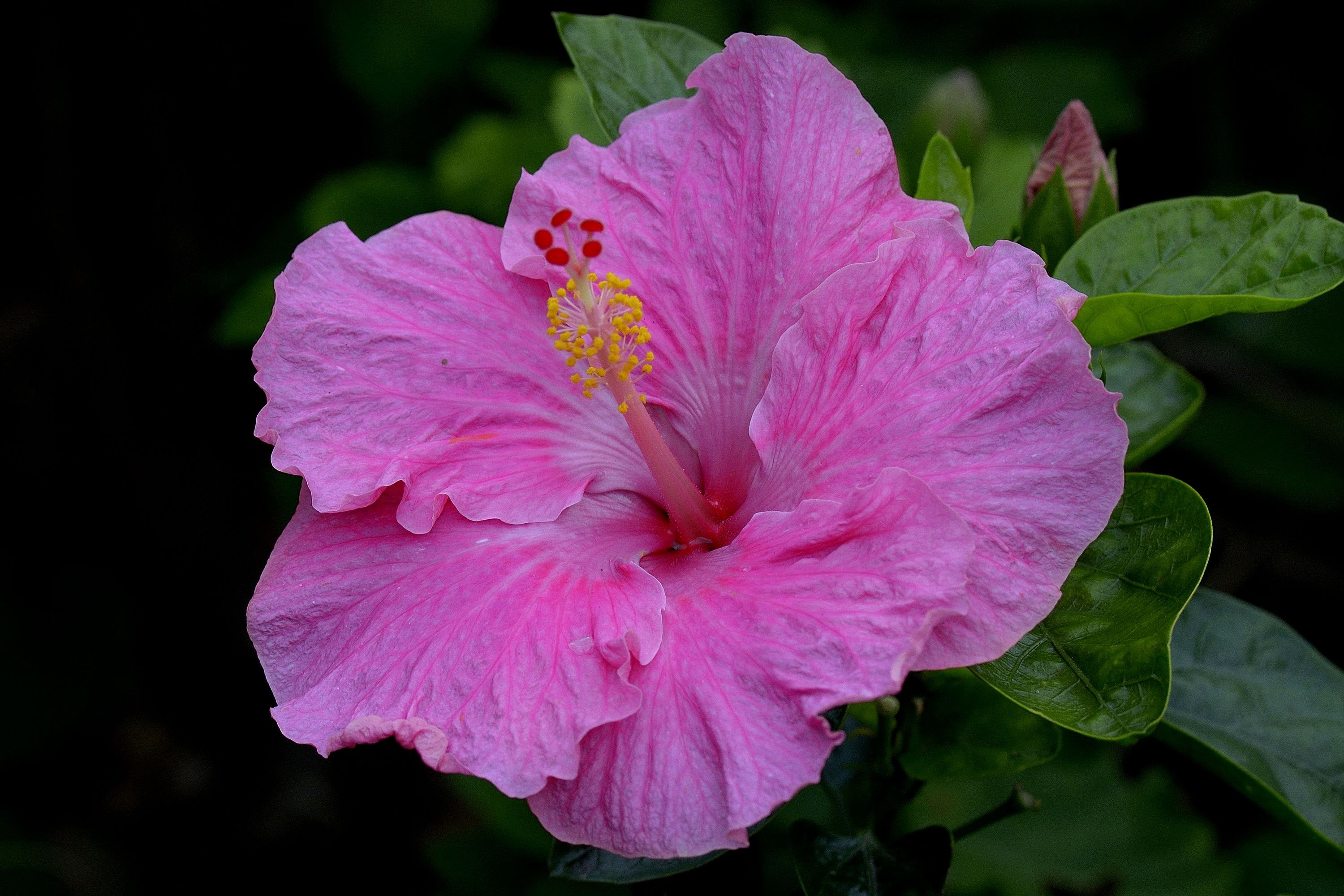 Pink hibiscus, Nature's beauty, HD wallpaper, Floral delight, 3000x2000 HD Desktop