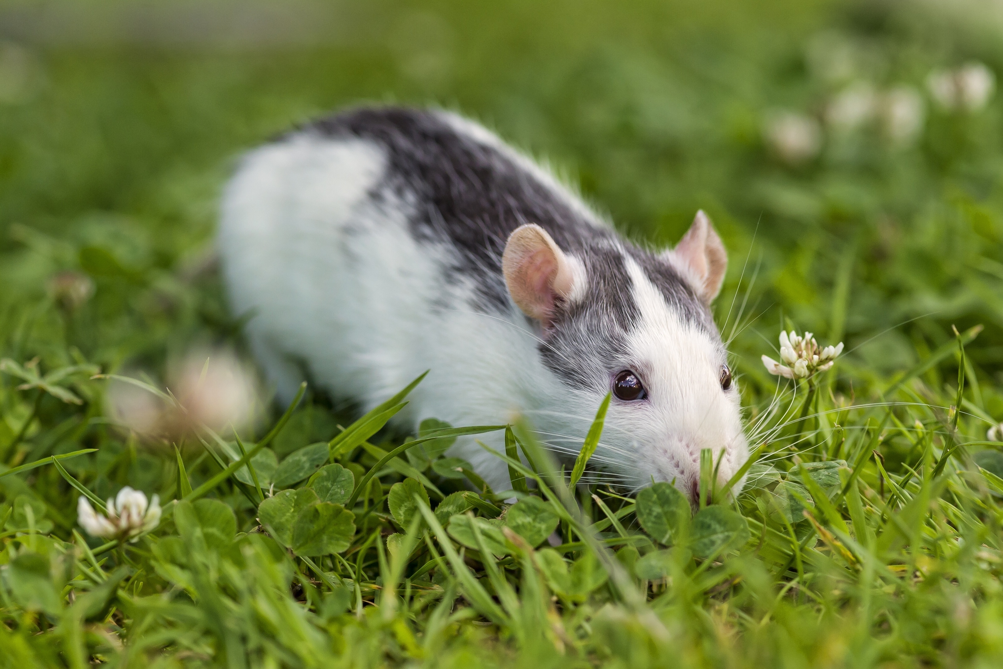Rat on grass, Clover field, Rat in nature, Rat habitat, 3200x2140 HD Desktop