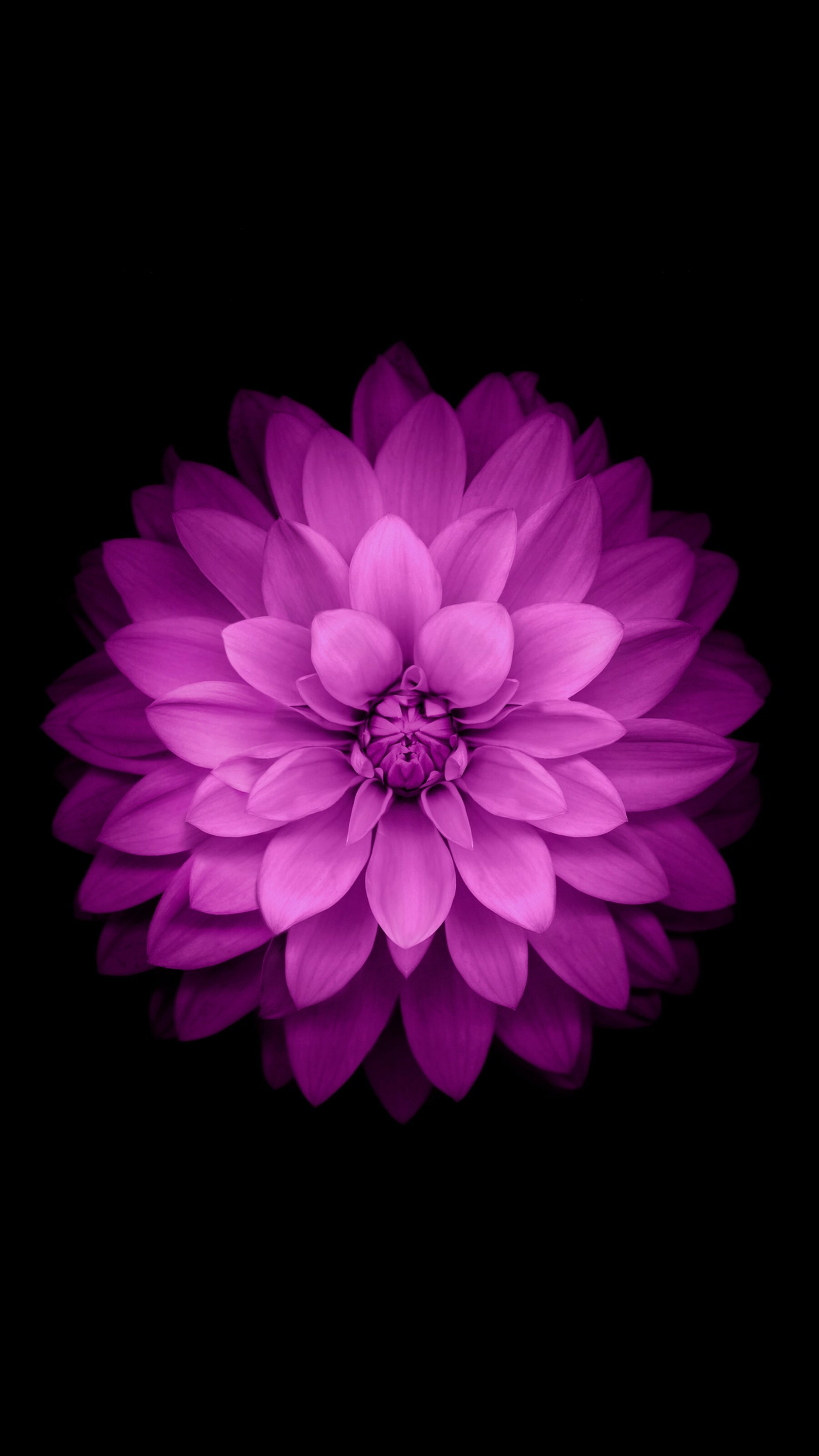 Chrysanthemum: The compound inflorescence is an array of several flower heads, or sometimes a solitary head, Herbaceous plant. 1810x3210 HD Wallpaper.