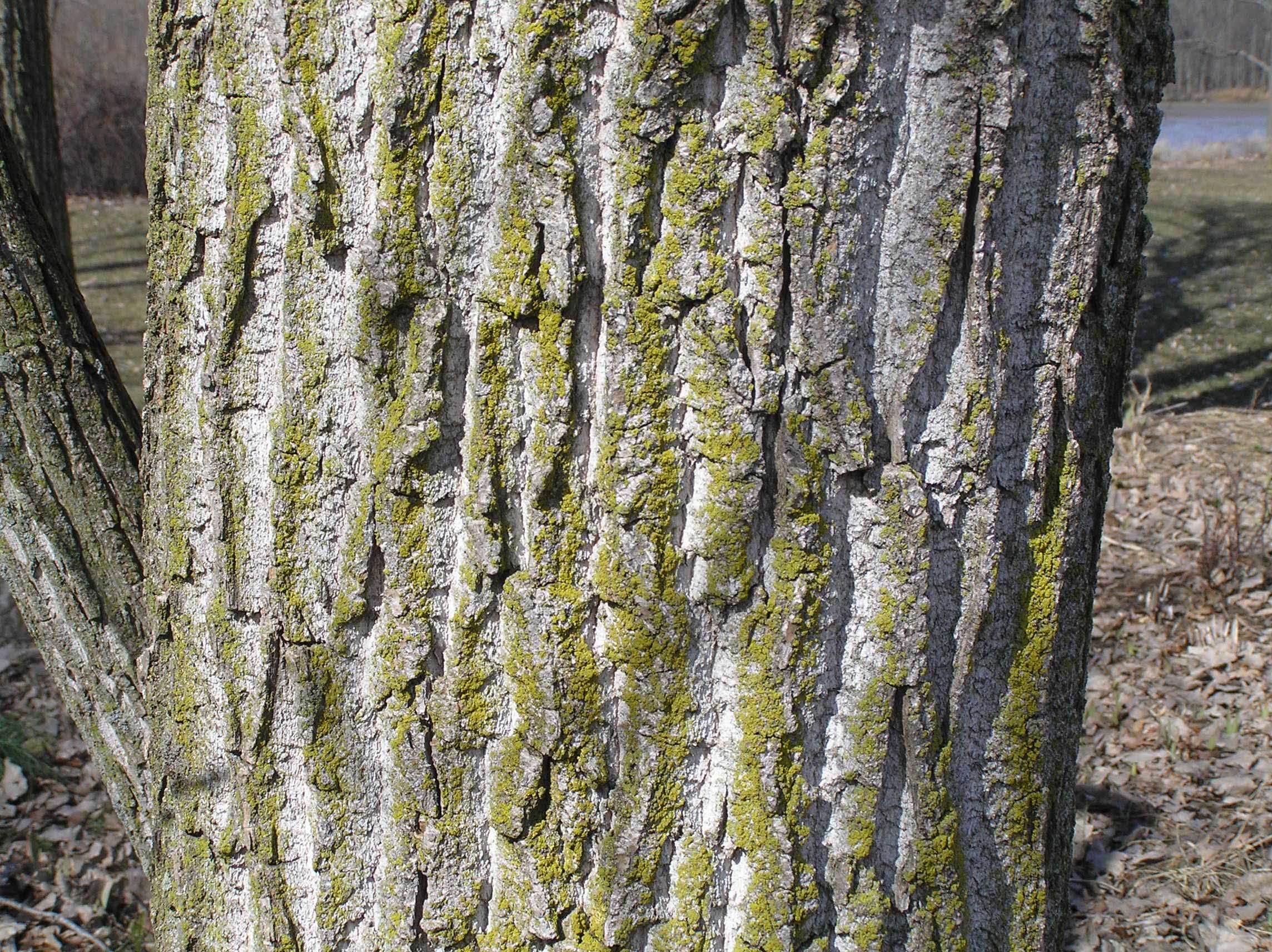 Eastern cottonwood, Purdue Fort Wayne, Tree characteristics, Identifying features, 2290x1720 HD Desktop
