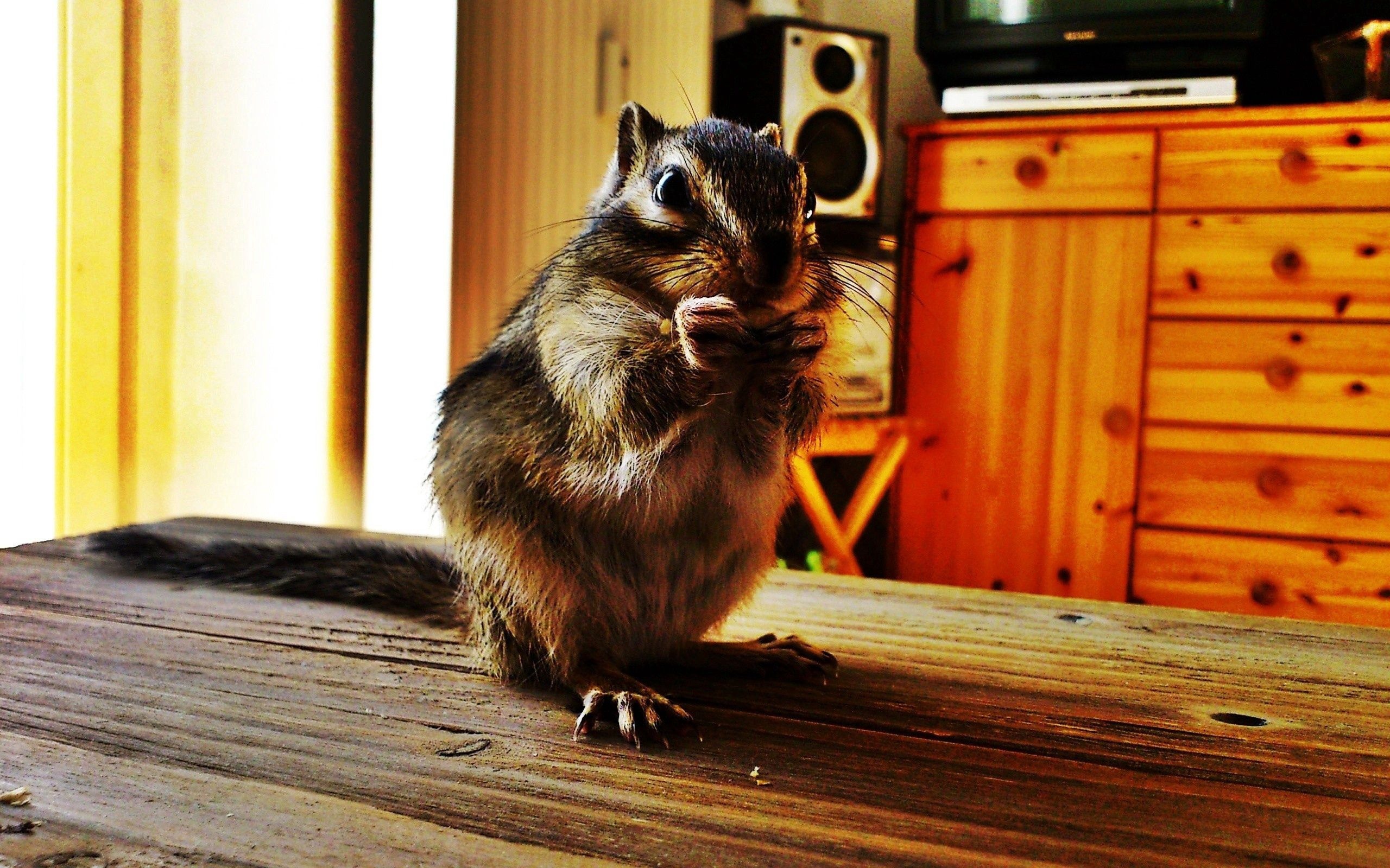 Chipmunk: Eutamias is a genus within the tribe Marmotini of the squirrel family. 2560x1600 HD Wallpaper.