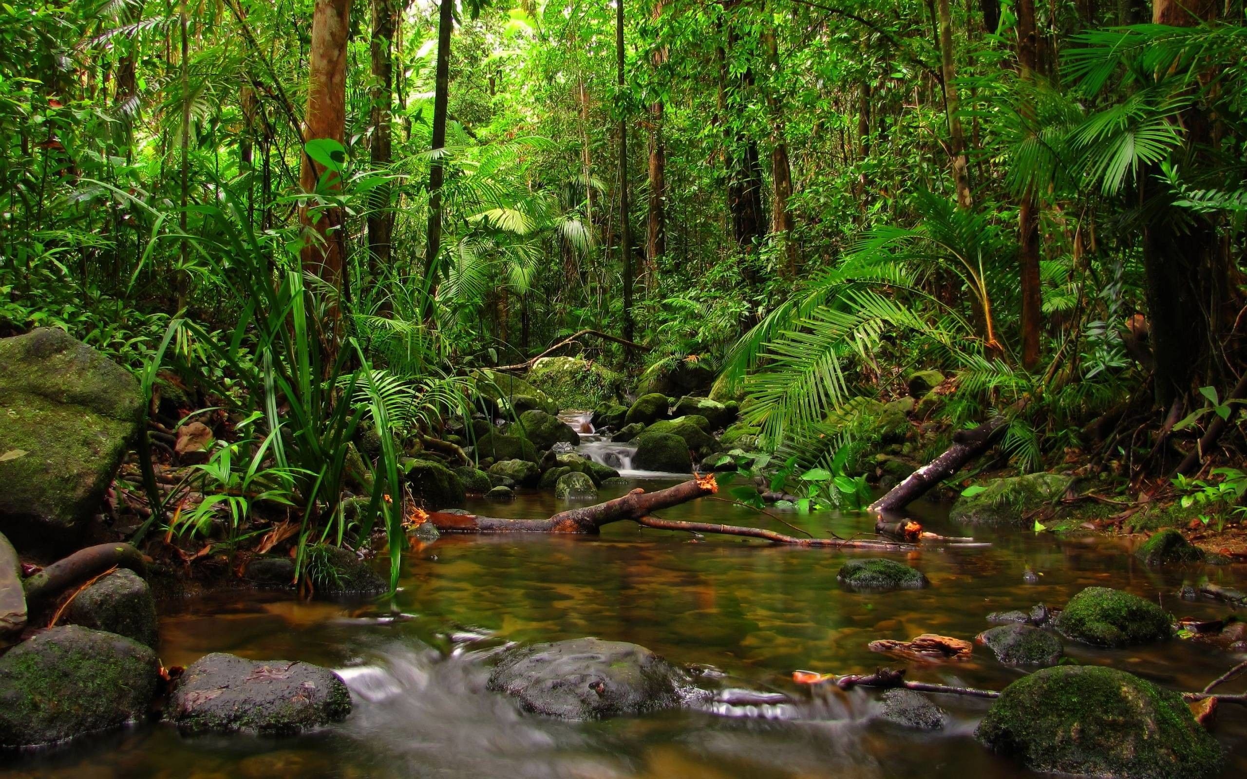 Lebendige Flora im Regenwald, 2560x1600 HD Desktop