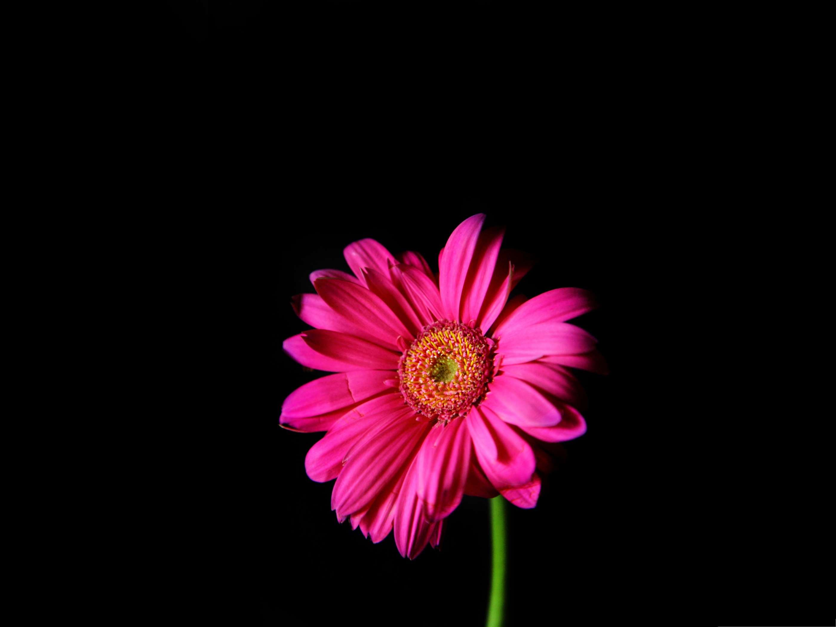 Gerbera Daisy: Сontains naturally occurring coumarin derivatives. 2800x2100 HD Background.