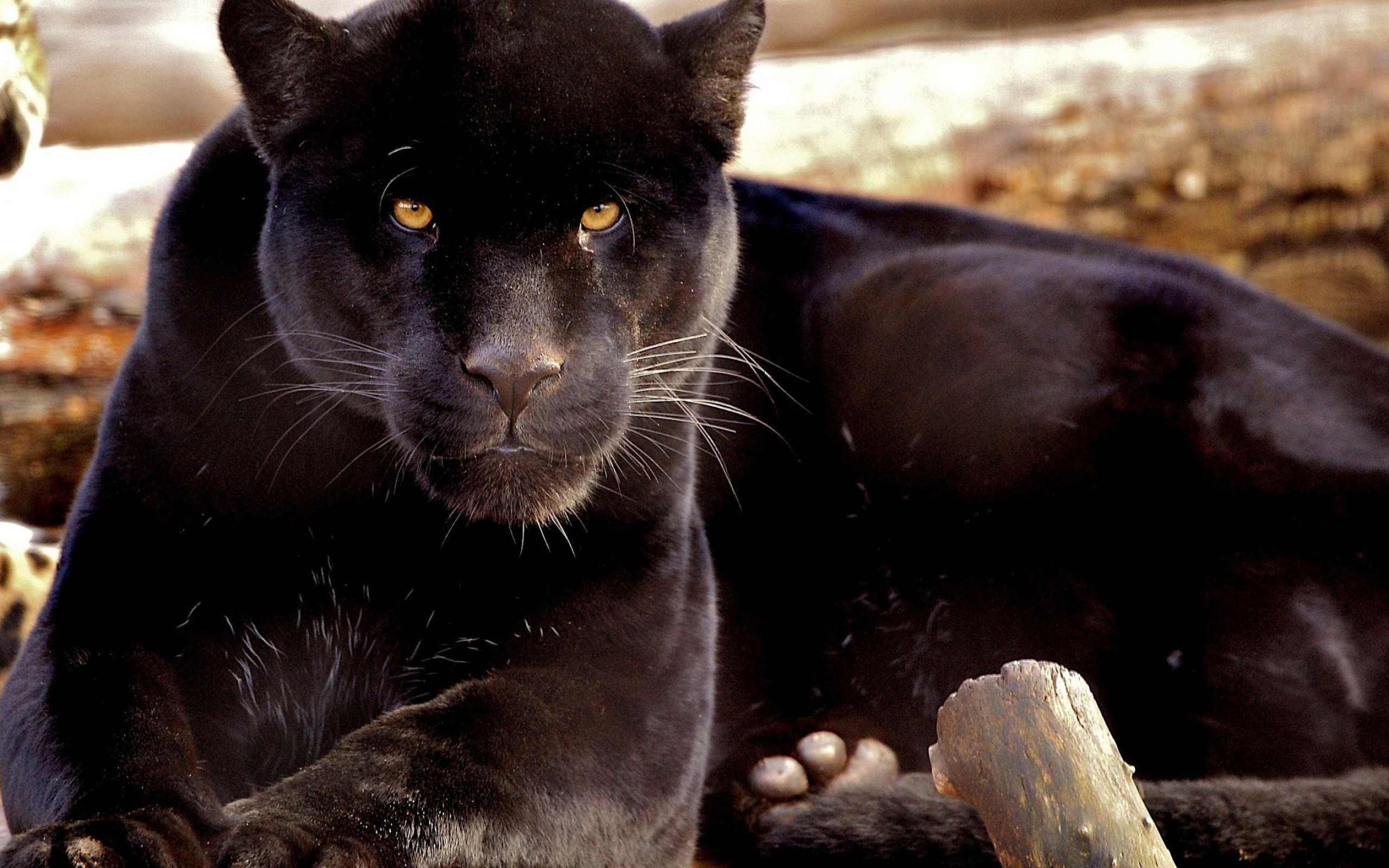 Black Panther (Animal): The majestic-looking animals, The Kingdom of Animalia. 2560x1600 HD Background.