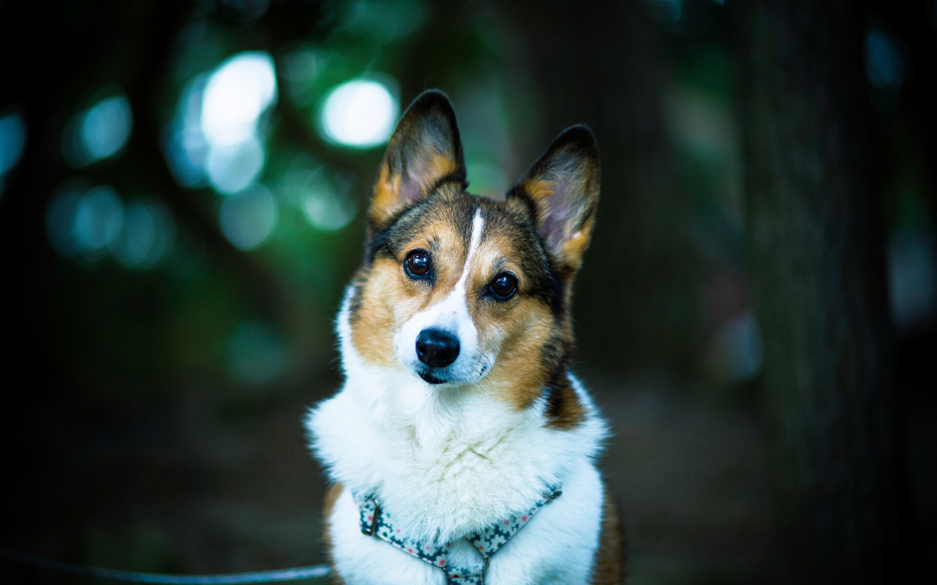 Corgi: The breed is considered an excellent working dog. 1920x1200 HD Wallpaper.