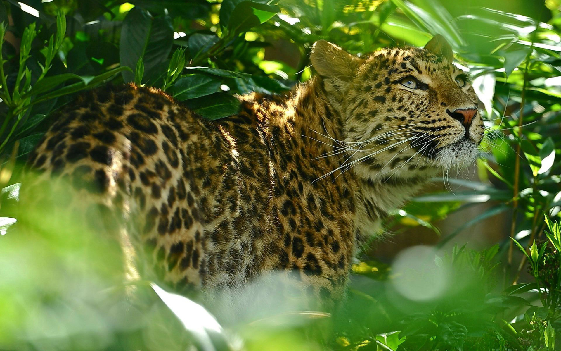 Jungle Animal, Jaguar in the jungle, Striking HD wallpaper, Captivating design, 1920x1200 HD Desktop