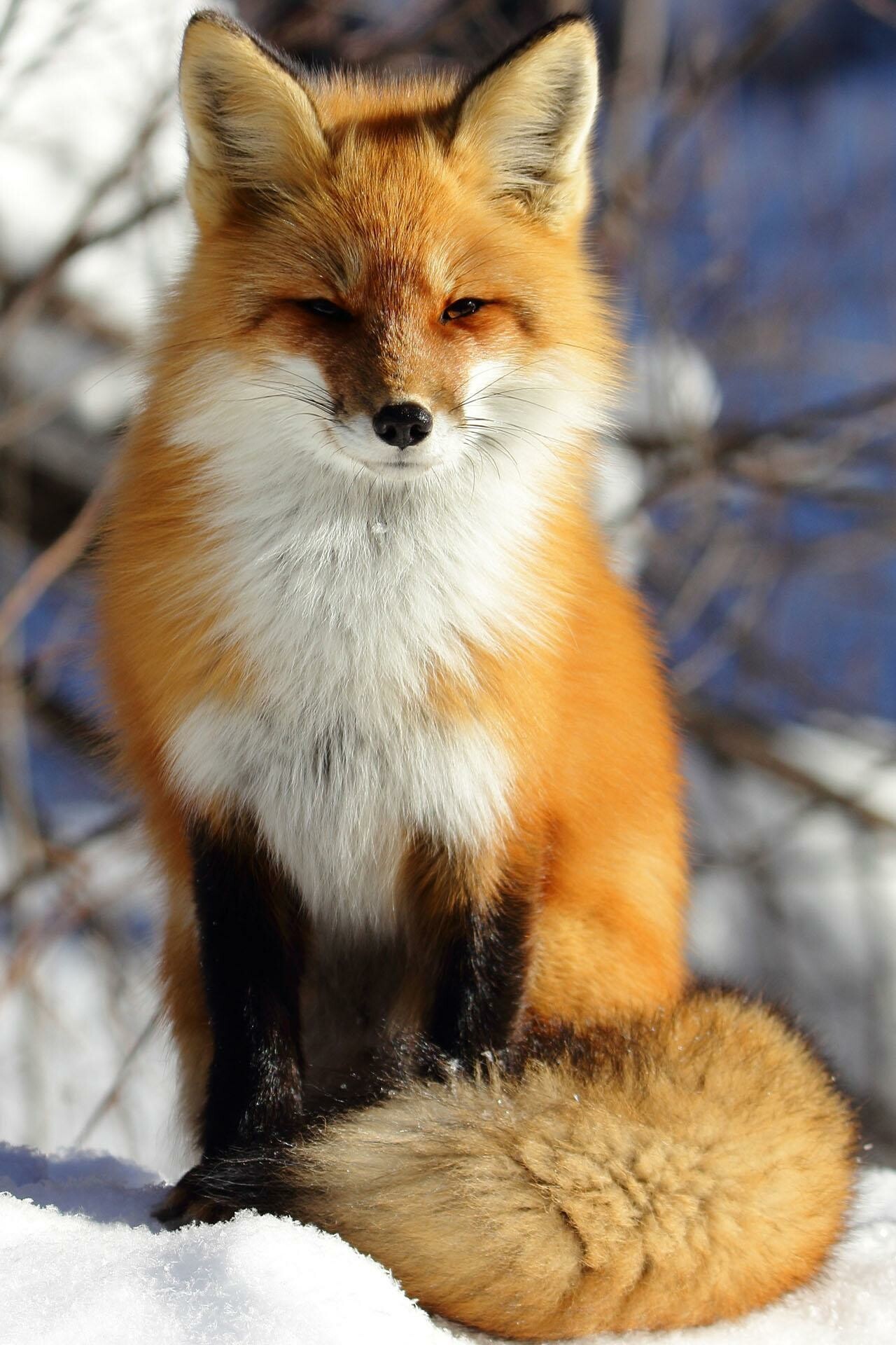 Fox: Opportunistic foragers, Eating virtually every kind of meat, fruit, vegetable or insect. 1280x1920 HD Background.