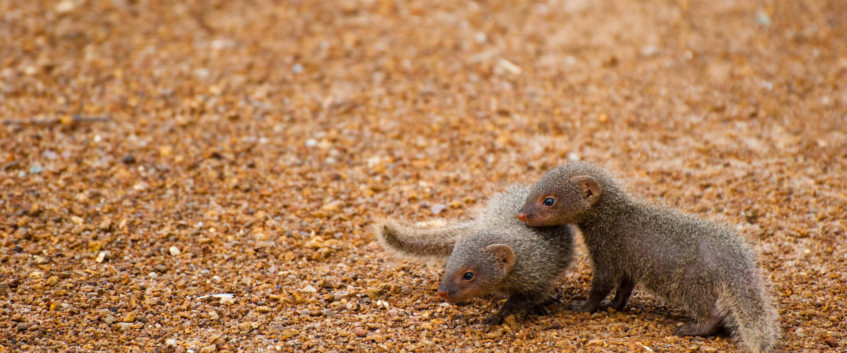 Mongoose, Reintroduced species, Animal conservation, Ecological harmony, 2880x1200 Dual Screen Desktop