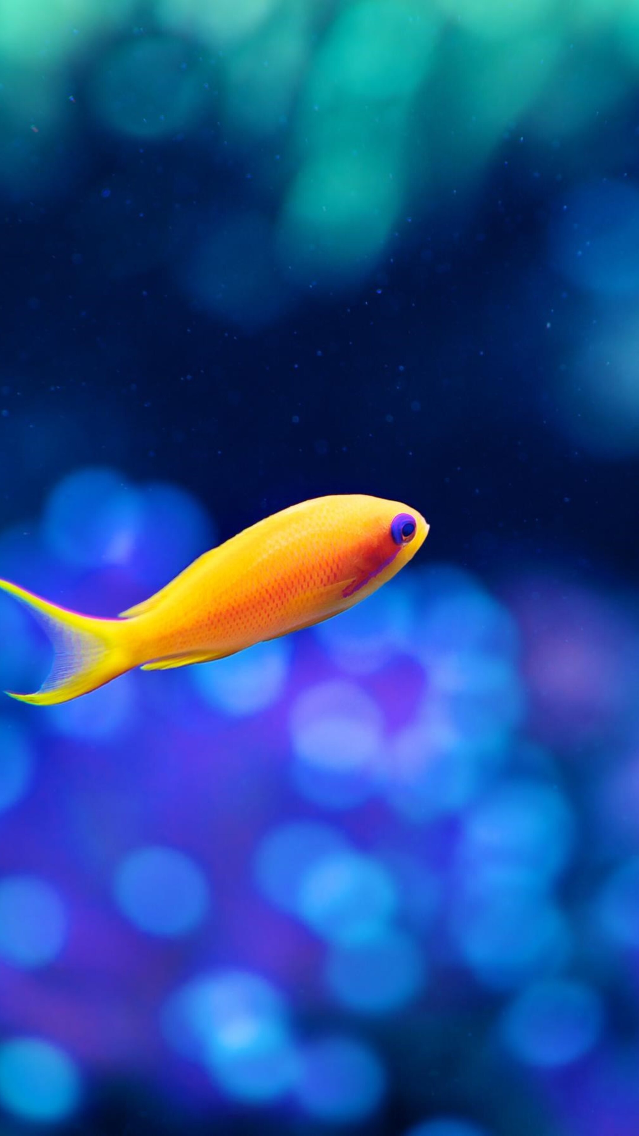 Little fancy fish Sony Xperia wallpapers, Vibrant and vibrant, Colorful aquatic life, Stunning underwater photography, 2160x3840 4K Handy