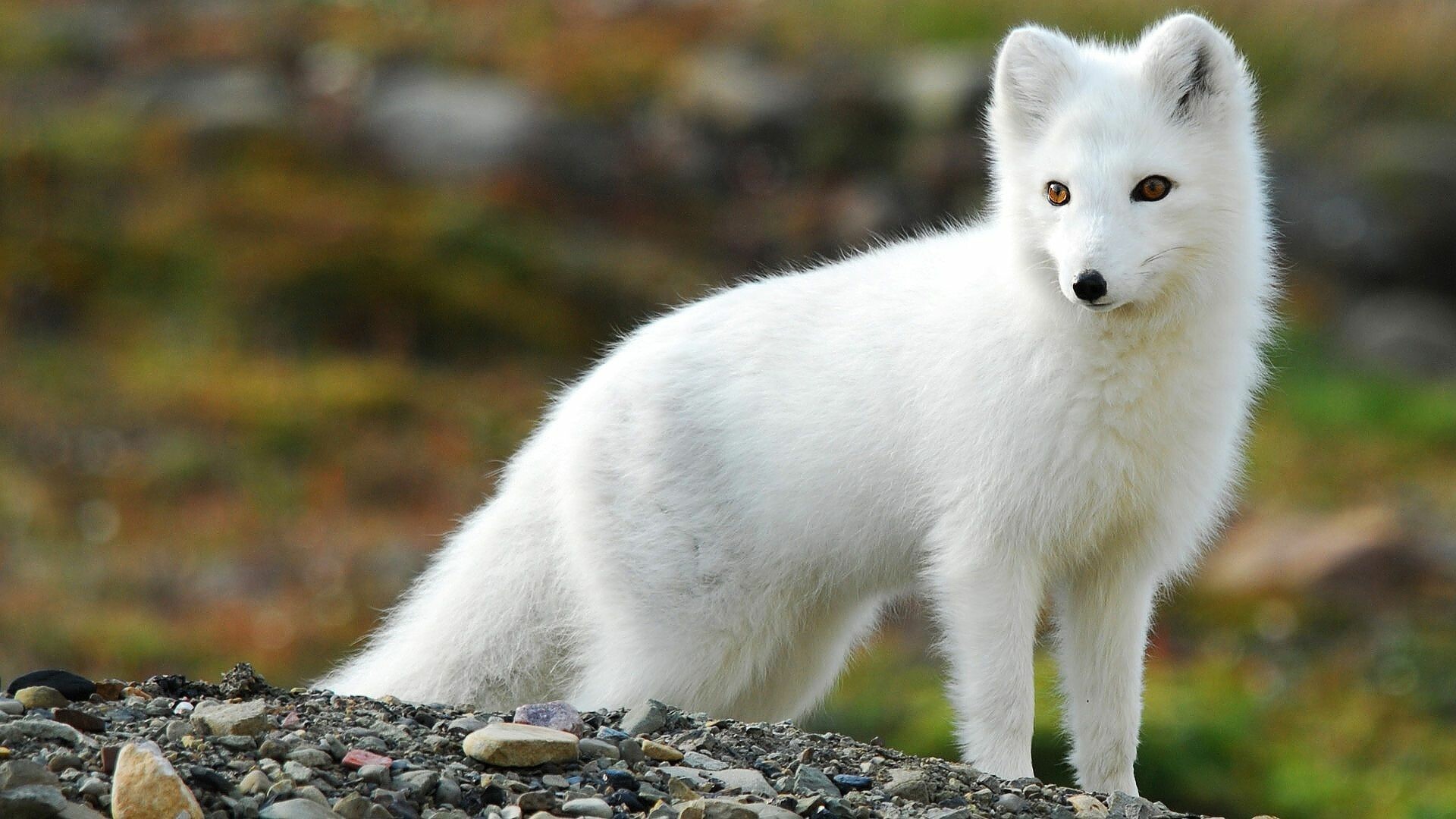 Fox: Vulpes lagopus, A small animal native to the Arctic regions. 1920x1080 Full HD Wallpaper.