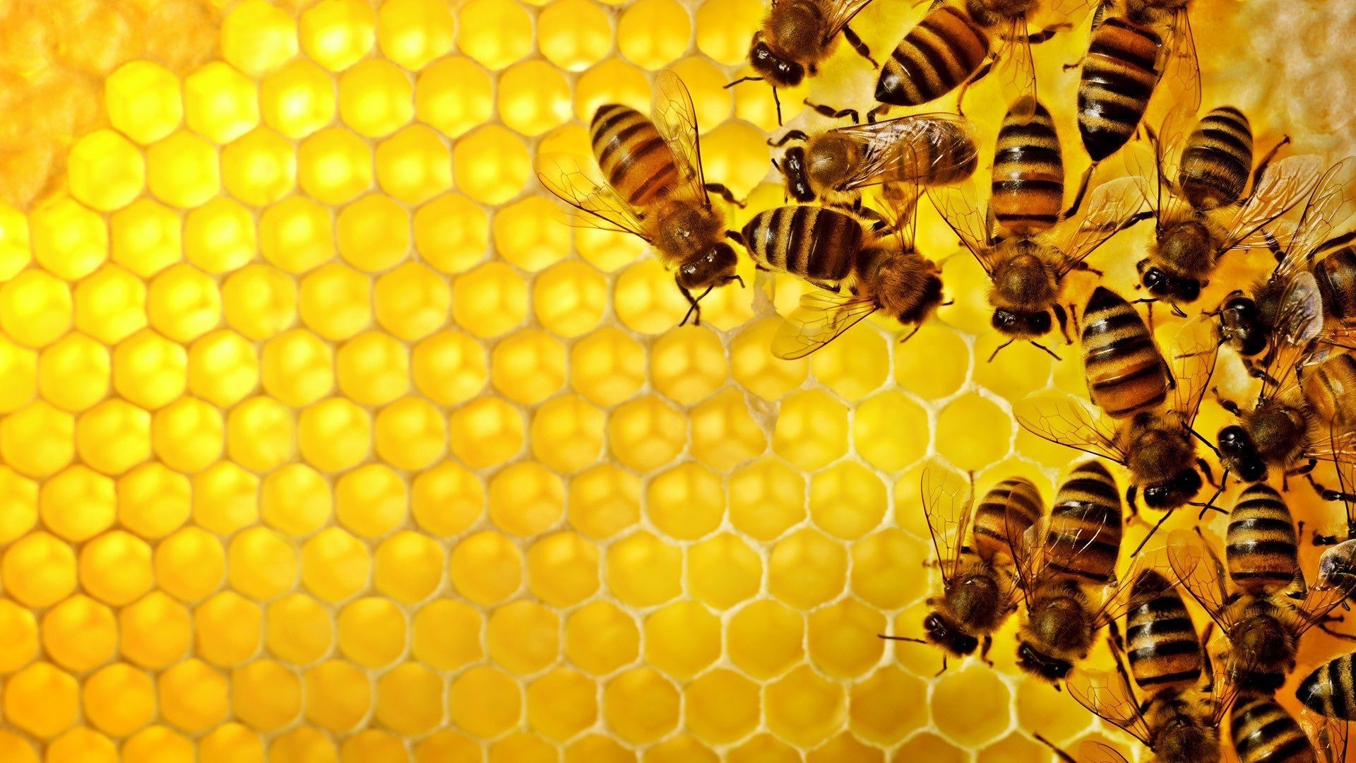 Bee: Honeycomb, A structure of hexagonal cells used to store raw honey, pollen, propolis, royal jelly. 1920x1080 Full HD Wallpaper.