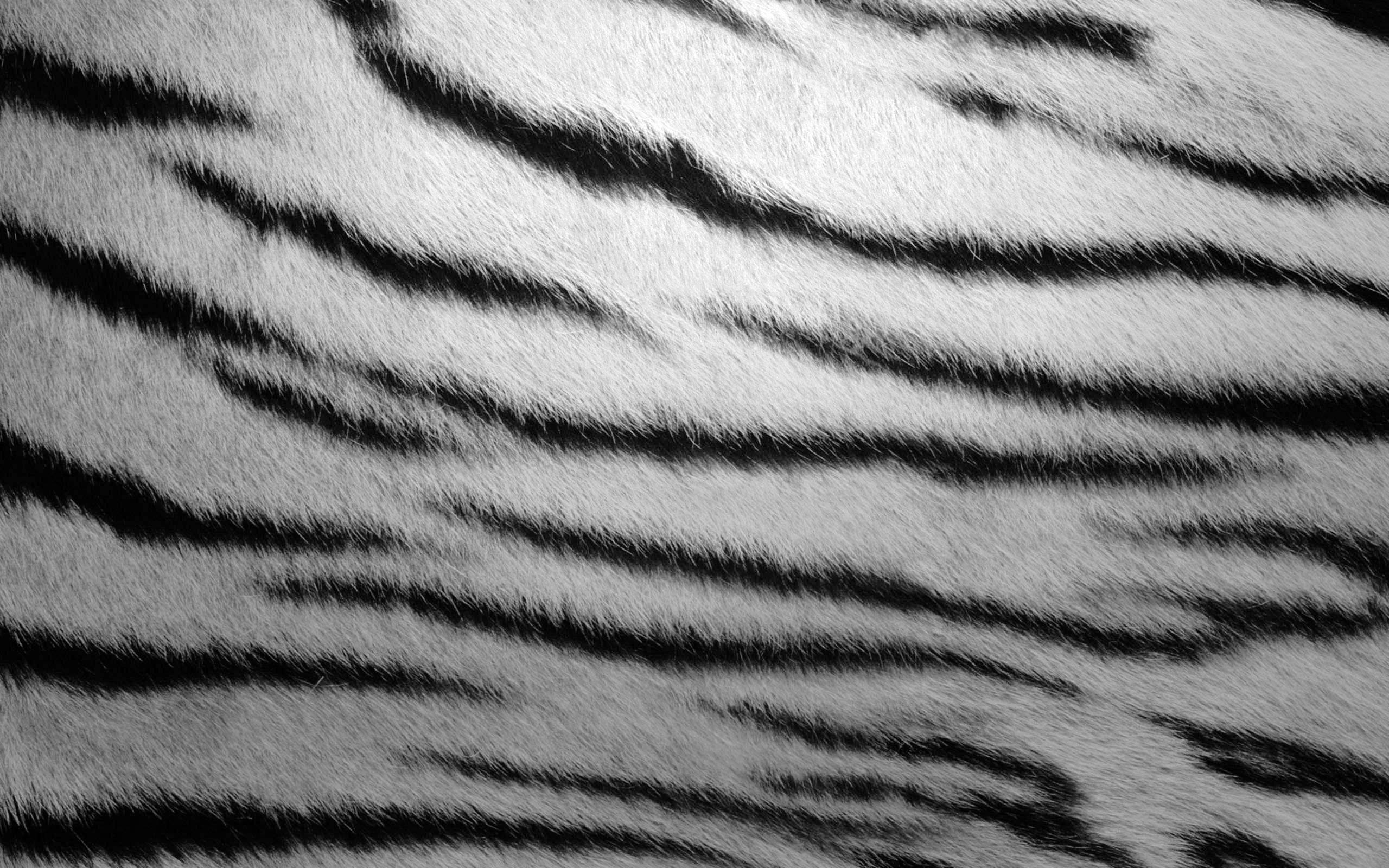 Zebra stripes, Animal fur textures, Dynamic patterns, Monochromatic design, 2560x1600 HD Desktop
