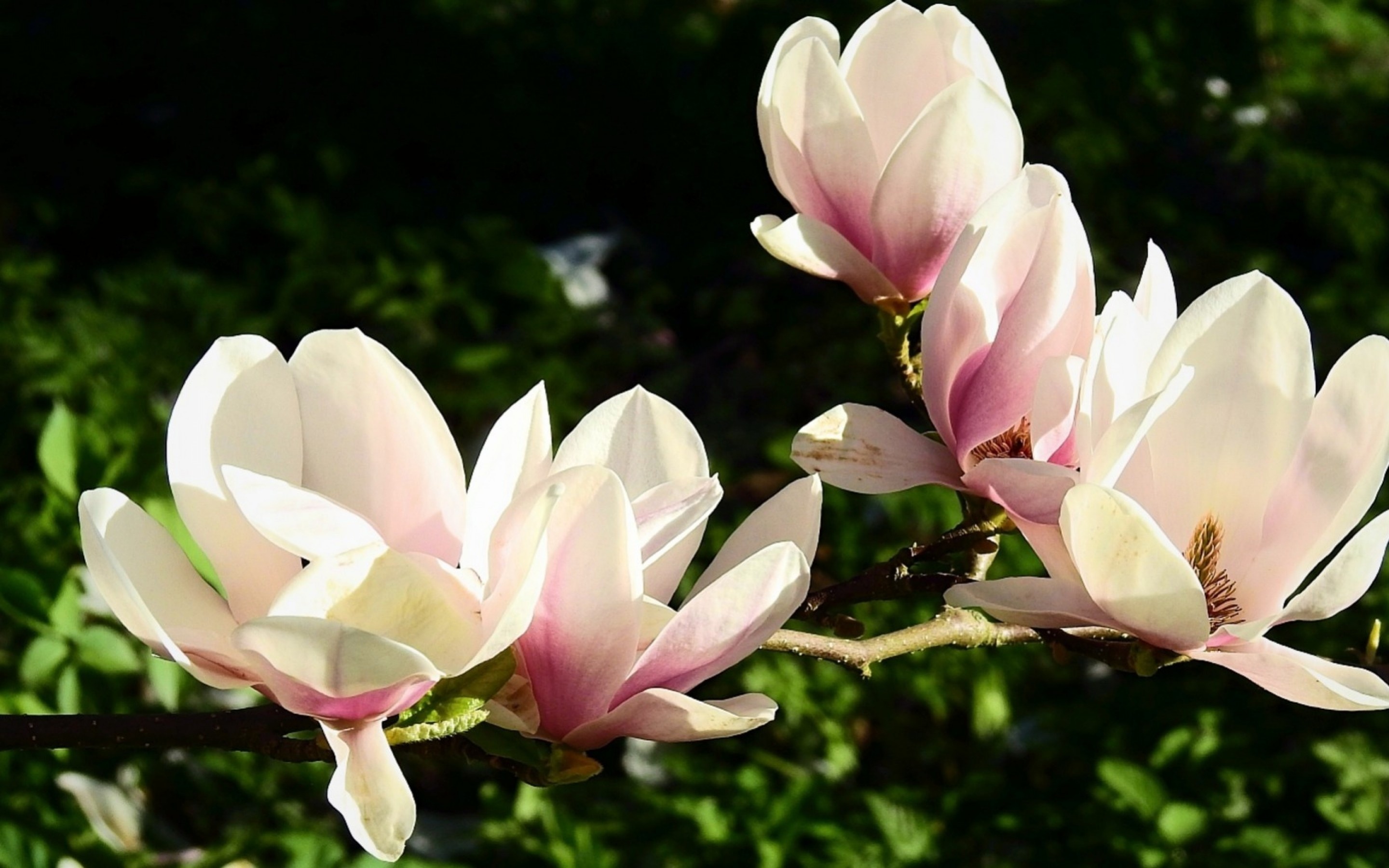 Magnolia HD wallpaper, High resolution, Detailed petals, Floral beauty, 2880x1800 HD Desktop