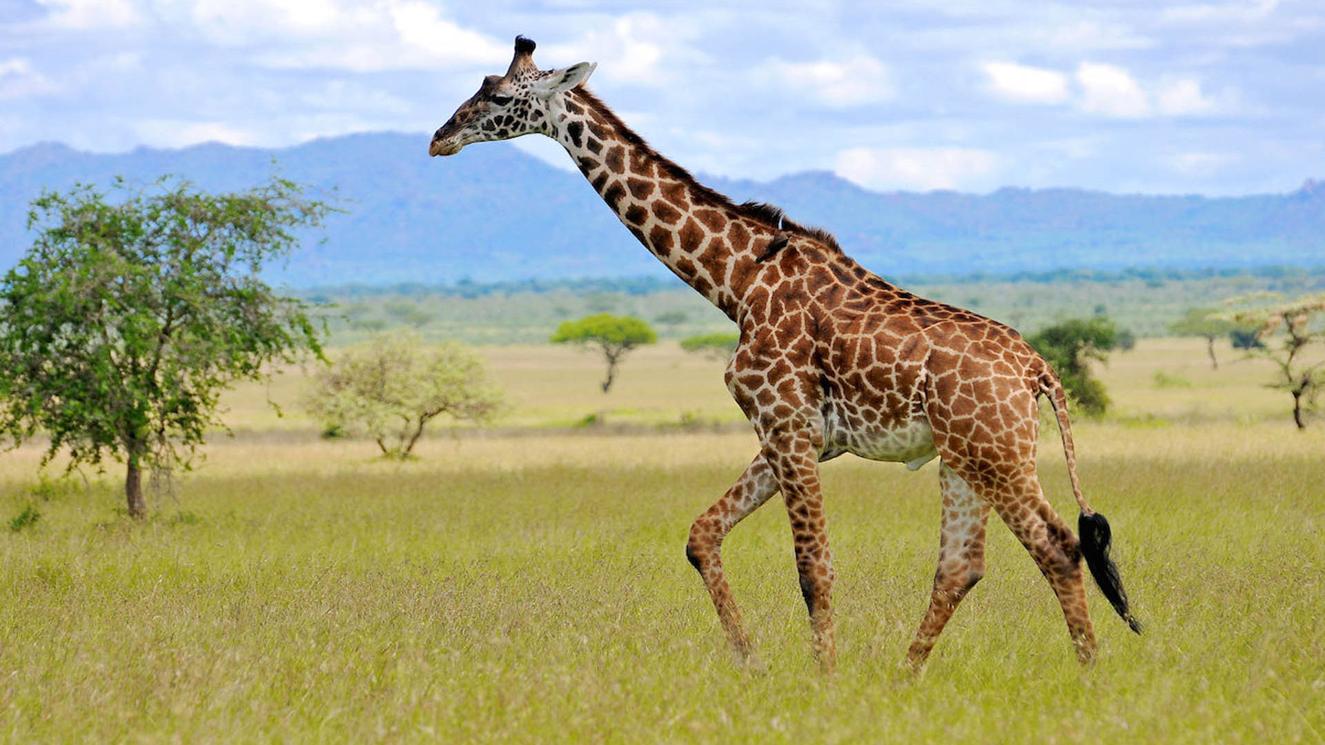 Giraffe family, African wildlife, Tall creature, Nature's marvel, 1920x1080 Full HD Desktop
