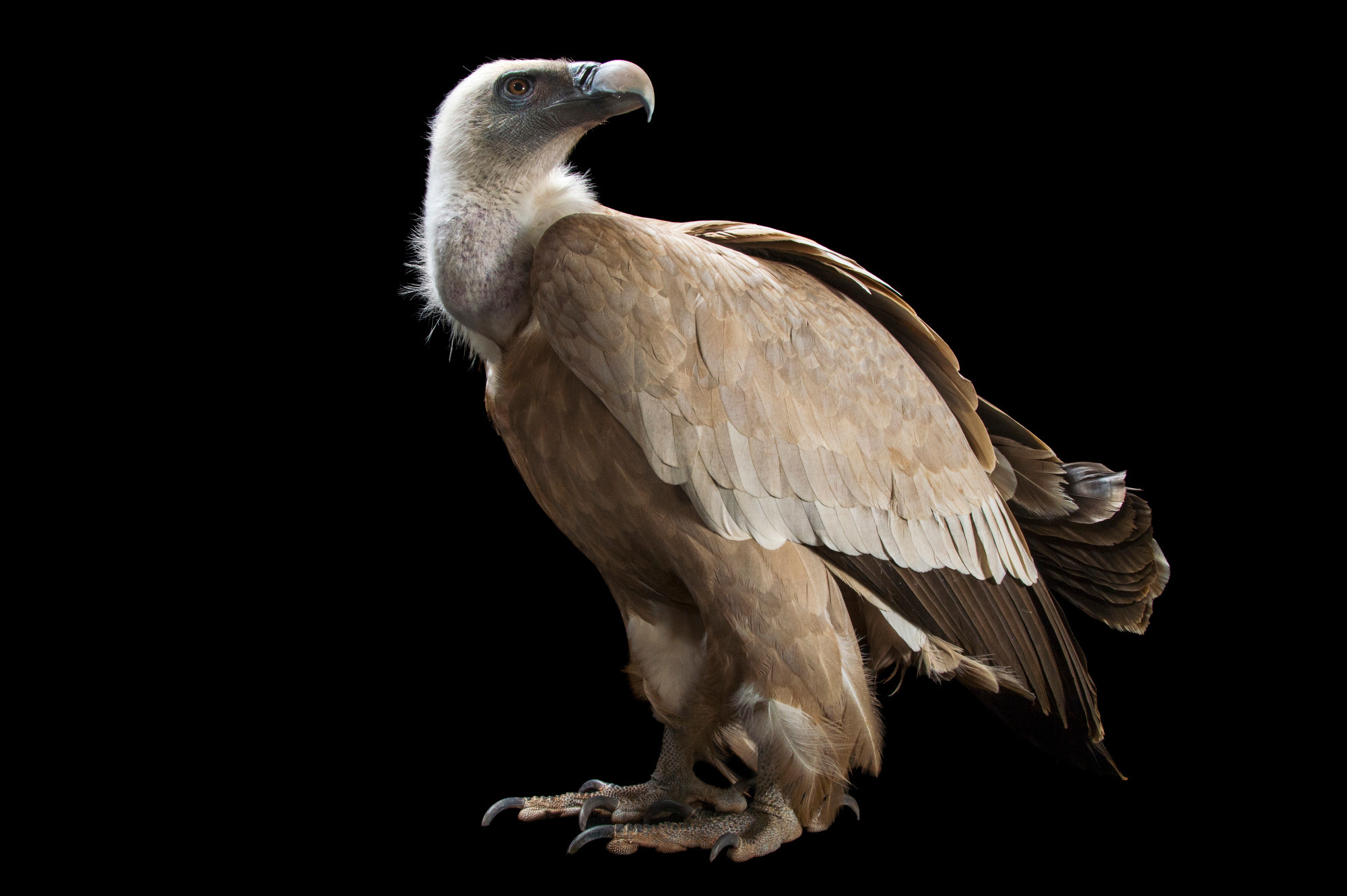 Griffon (Bird): The Indian vulture, A medium-sized and bulky bird, South and Central India. 2000x1340 HD Background.