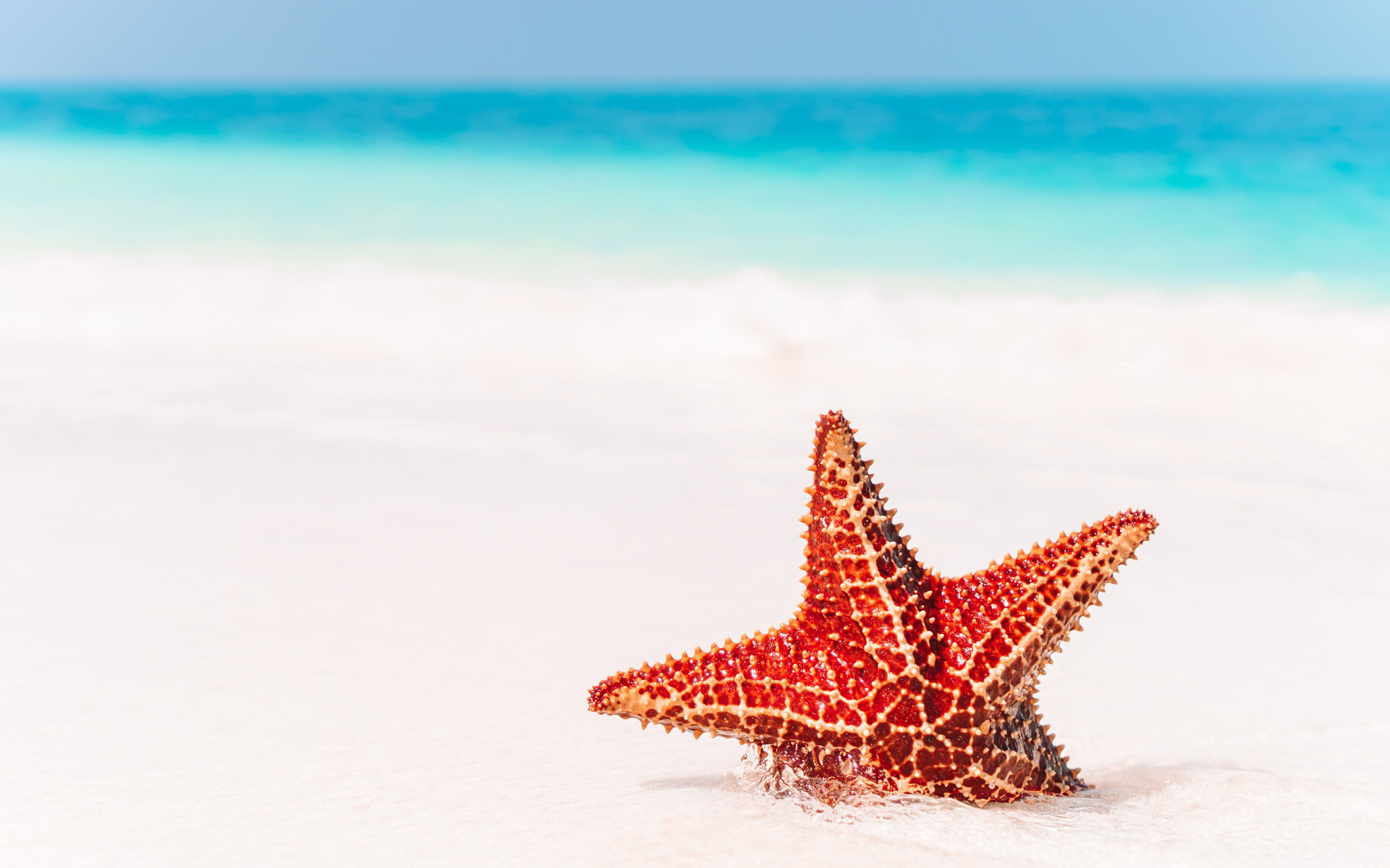 Starfish: Download wallpapers red starfish, beach, sea, sand, summer travel, starfish  in the sand for desktop with resolution . High Quality HD pictures  wallpapers. 2880x1800 HD Wallpaper.