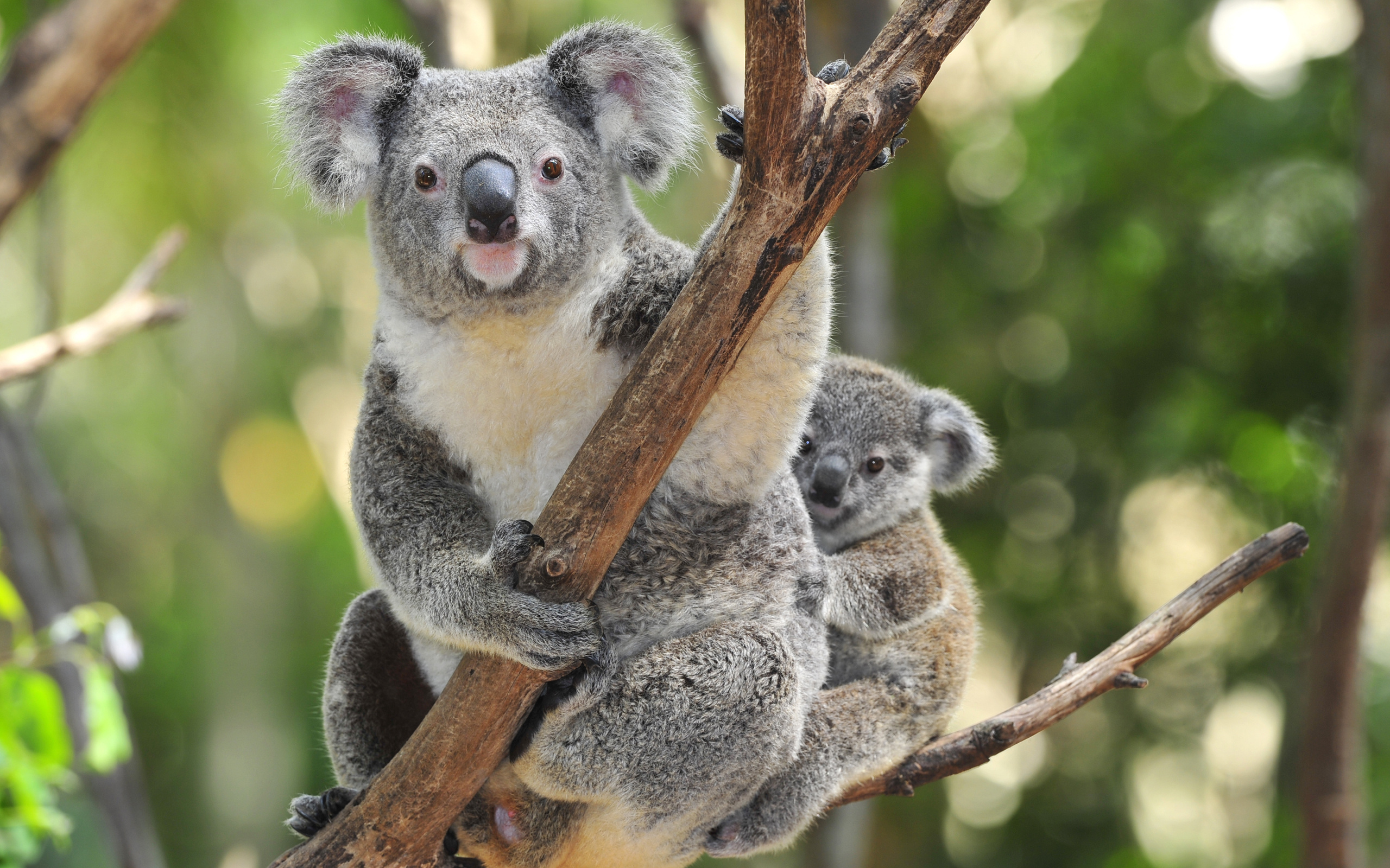 Koala in eucalyptus trees, Australian wildlife beauty, Koala habitat, Tree-dwelling marsupials, 2560x1600 HD Desktop