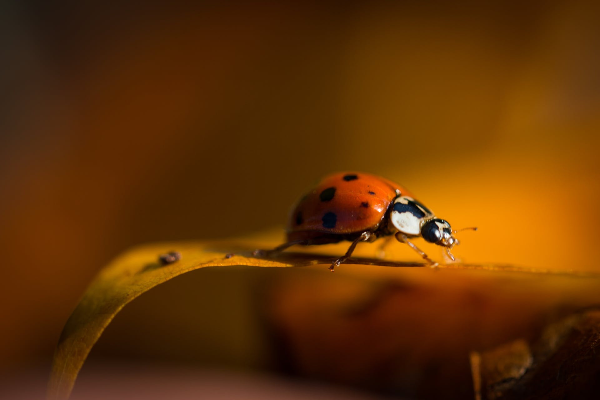 Beetle, Beetle ladybug insect, Orange coccinellidae, Red nature, 1920x1280 HD Desktop
