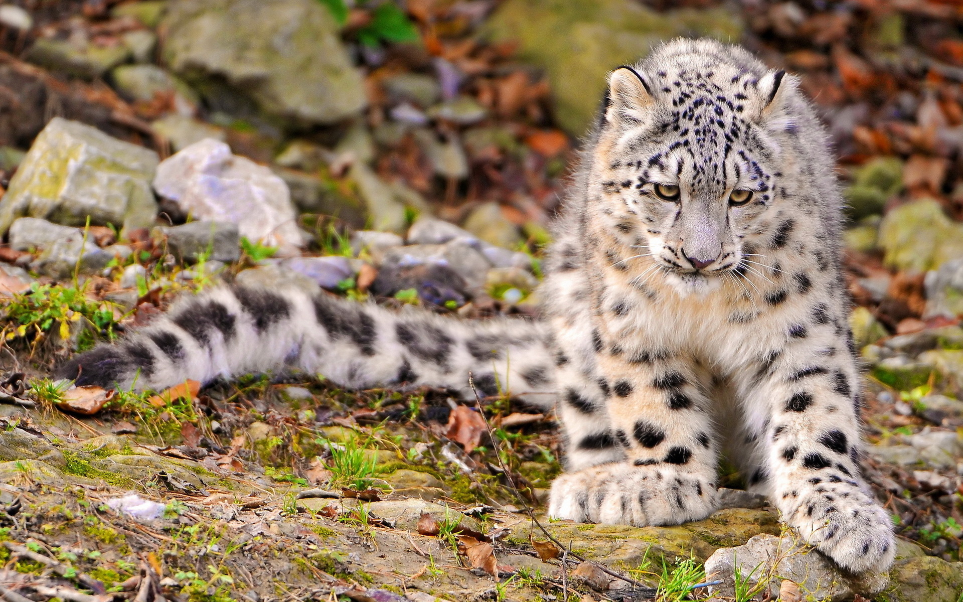 Snow Leopard, Cat, Big cat, 1920x1200 HD Desktop