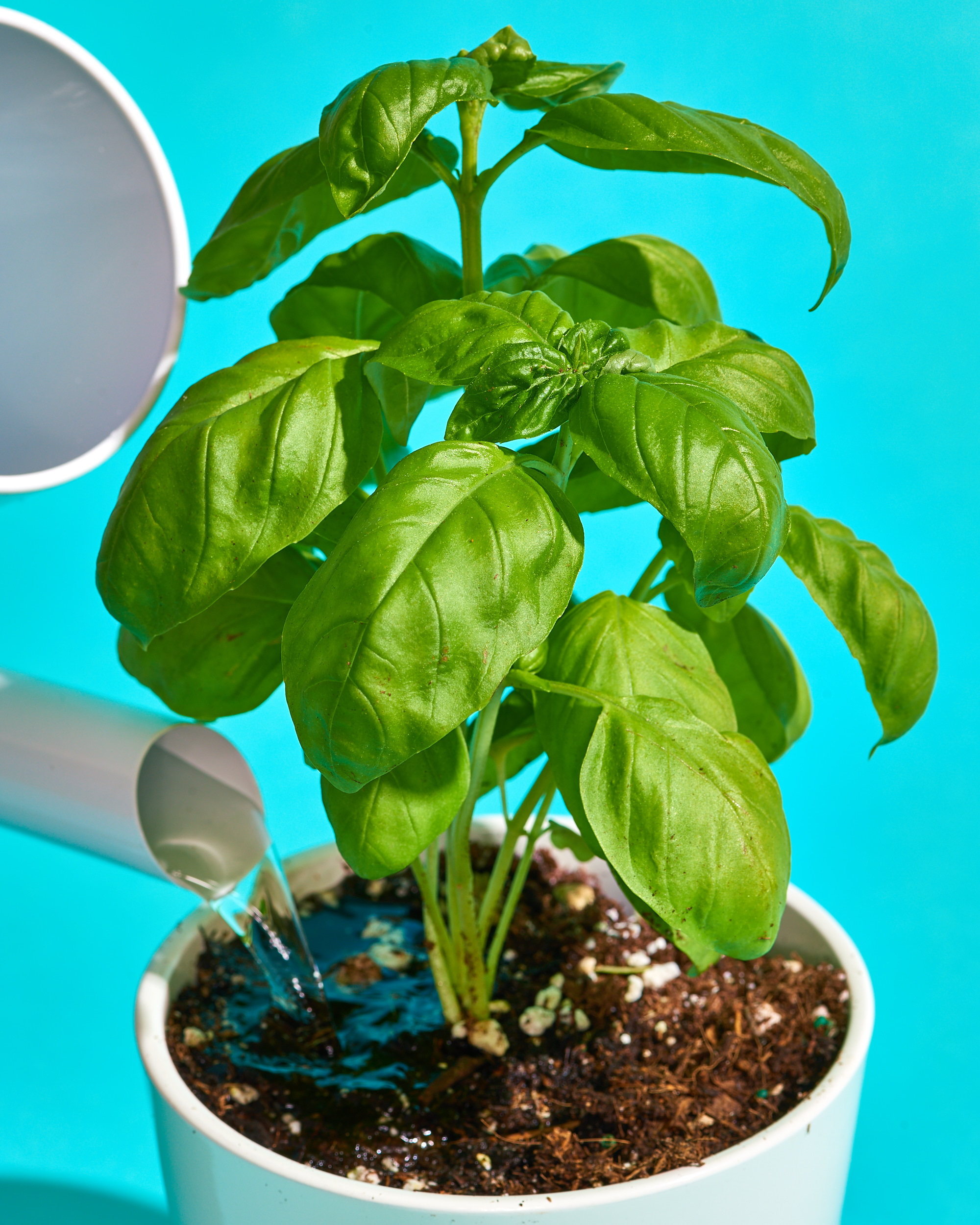 Grow basil in an indoor pot, Outdoors apartment therapy, Basil plant, Food, 2000x2500 HD Phone
