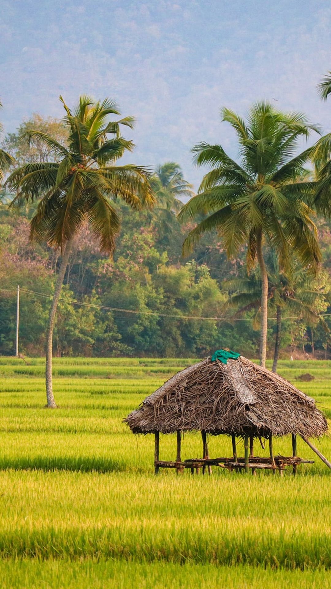 Kerala's paddy fields, Picturesque landscapes, Nature's palette, Captivating photography, 1080x1920 Full HD Handy