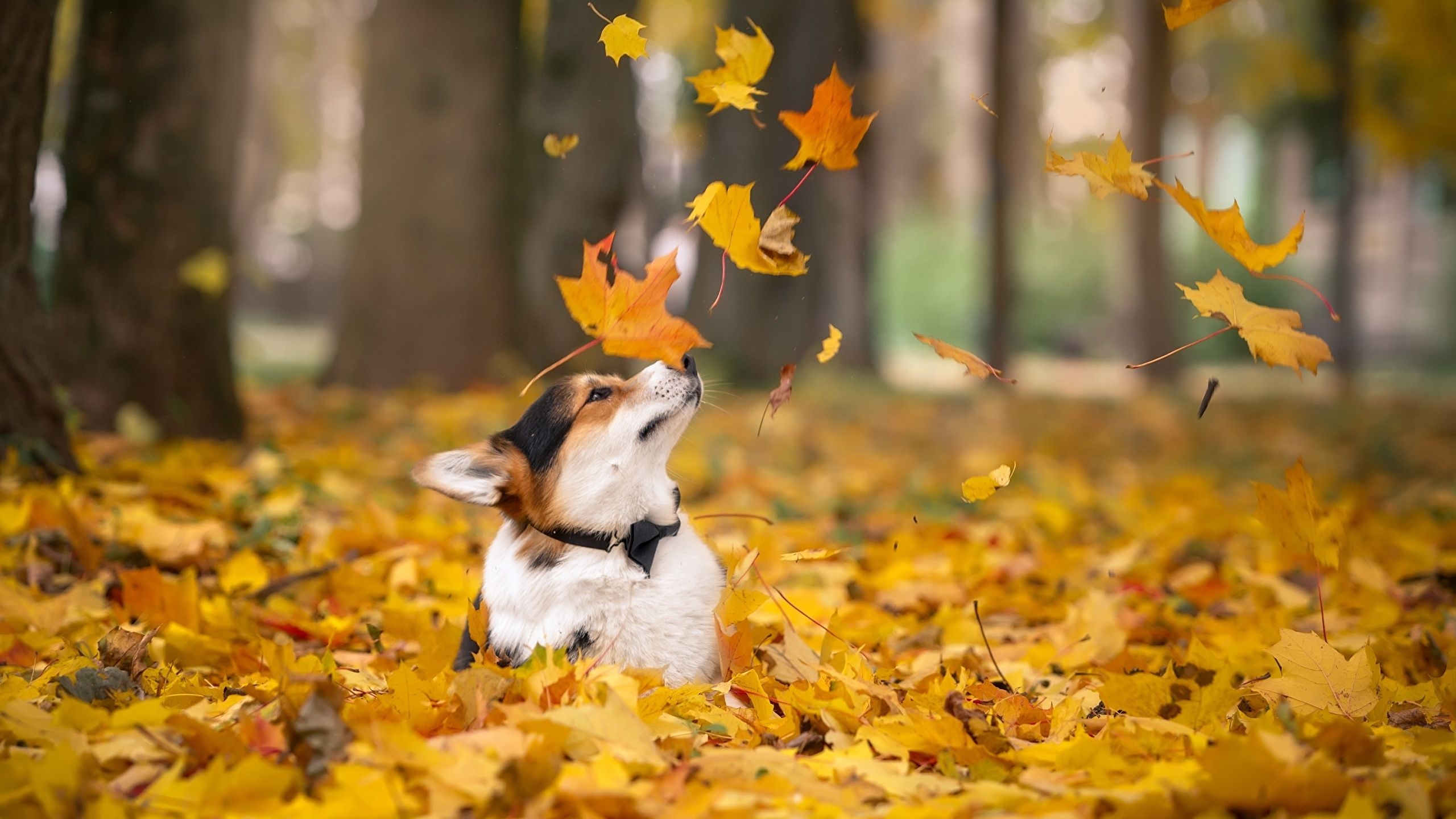 Autumn pets, Desktop wallpapers, Free, Backgrounds, 2560x1440 HD Desktop