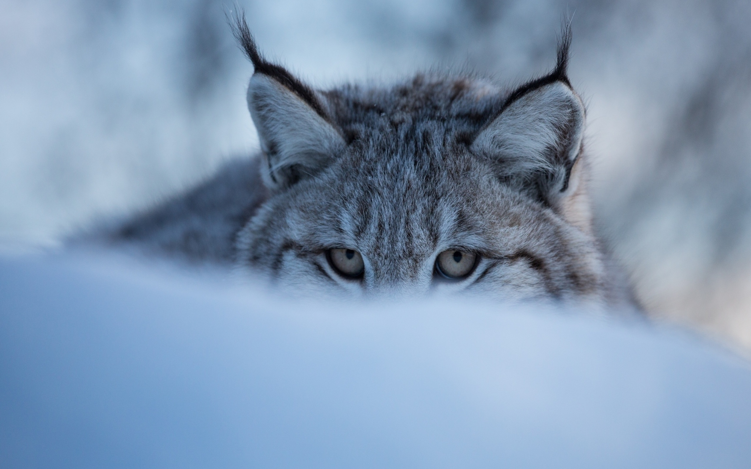 Lynx hiding, Snow-covered landscape, Animal wallpapers, Camouflaged beauty, 2560x1600 HD Desktop