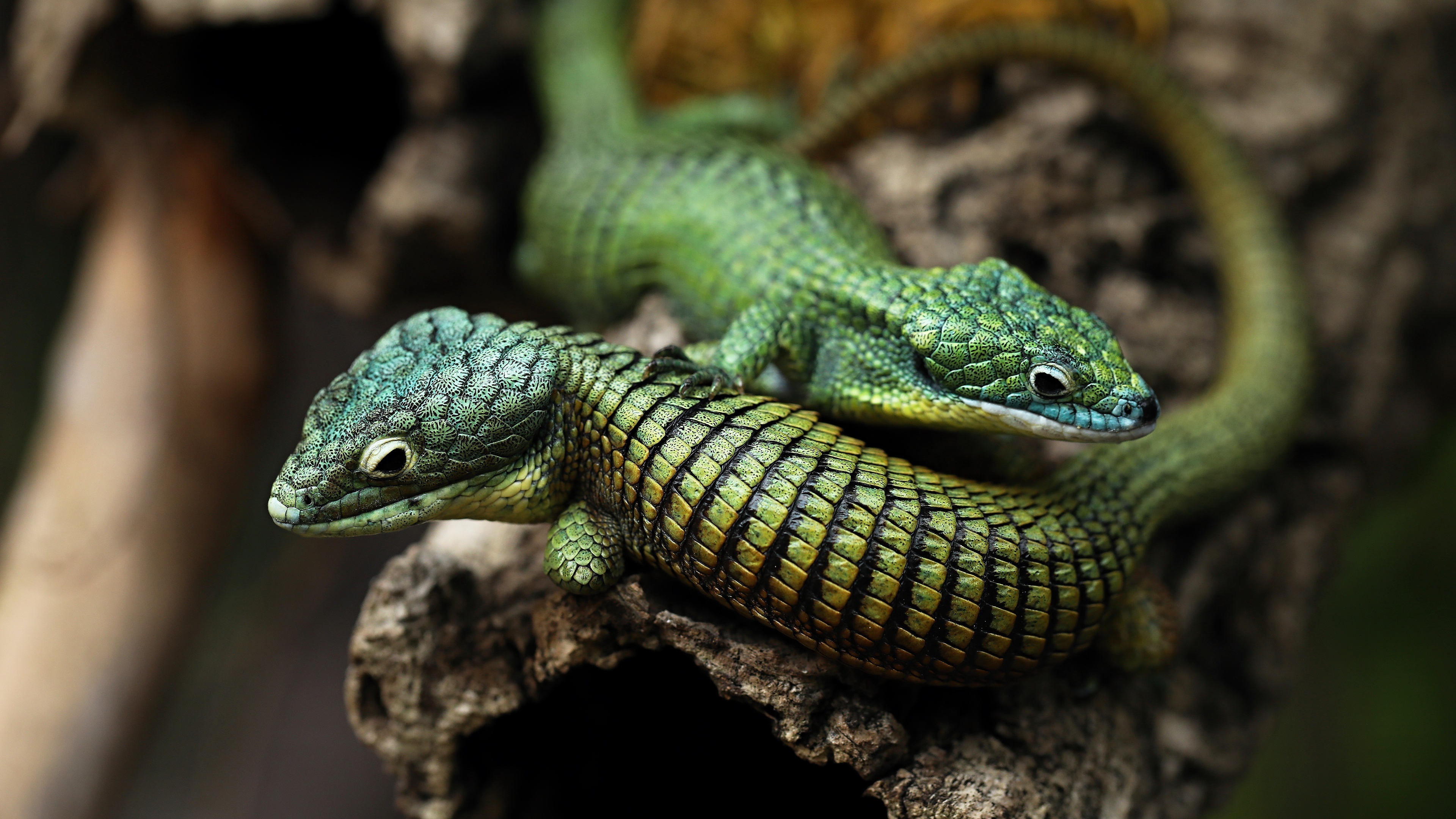 Mexican alligator lizard, Green arboreal species, Reptile habitat, Unique appearance, 3840x2160 4K Desktop