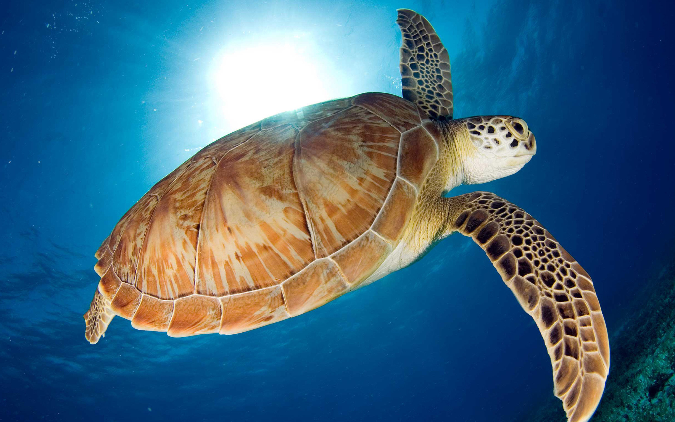 Free sea turtle wallpapers, Backgrounds for desktop, Breathtaking images, Gallery for animal lovers, 2560x1600 HD Desktop