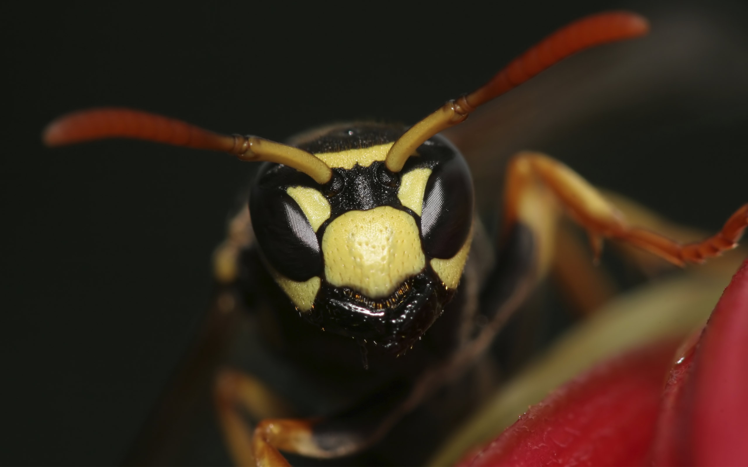 Wasp wallpapers, Insect beauty, Nature's tiny warriors, 4K resolution, 2560x1600 HD Desktop