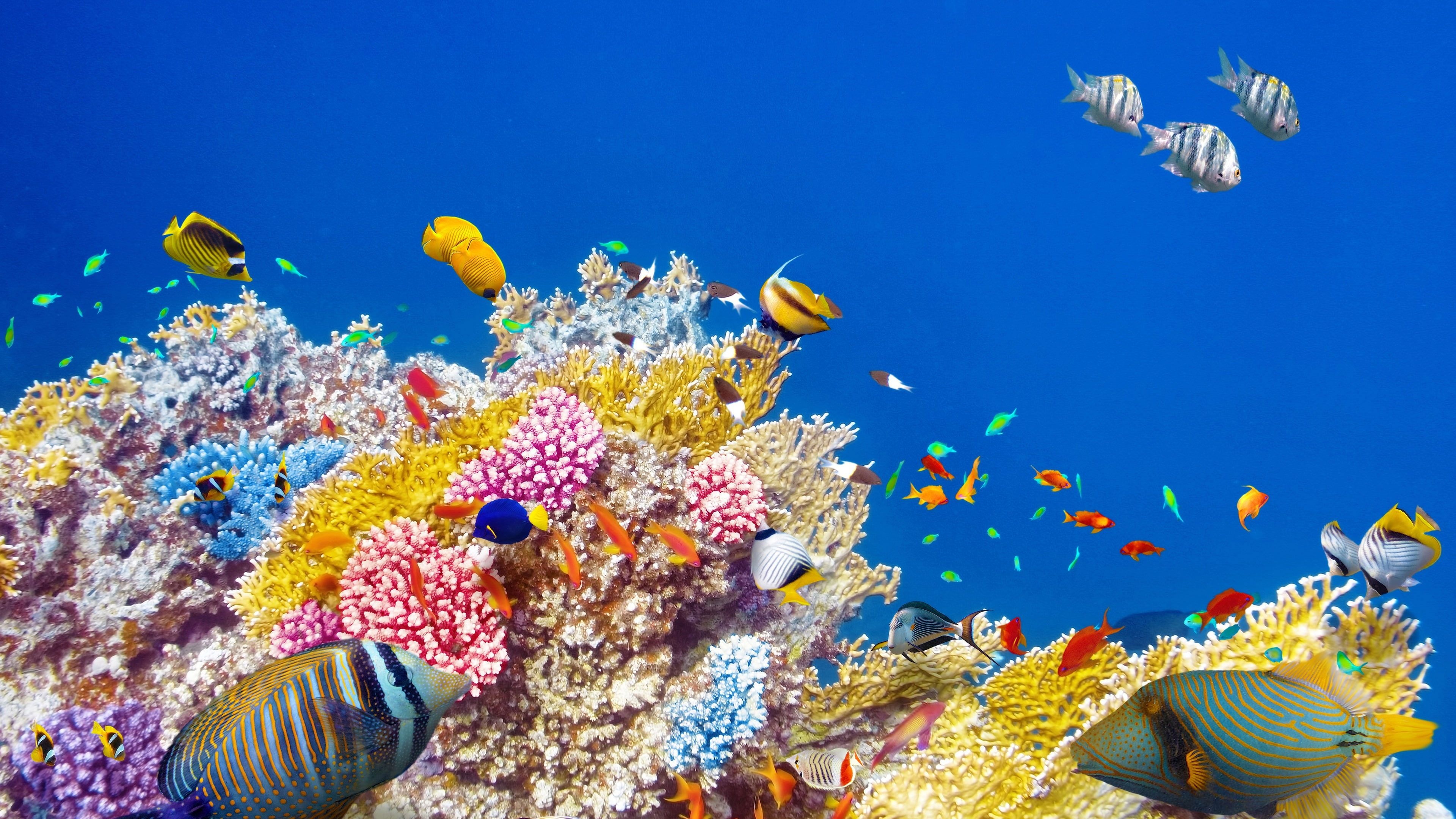 Coral Sea, Underwater World, Wallpaper, Coral, 3840x2160 4K Desktop