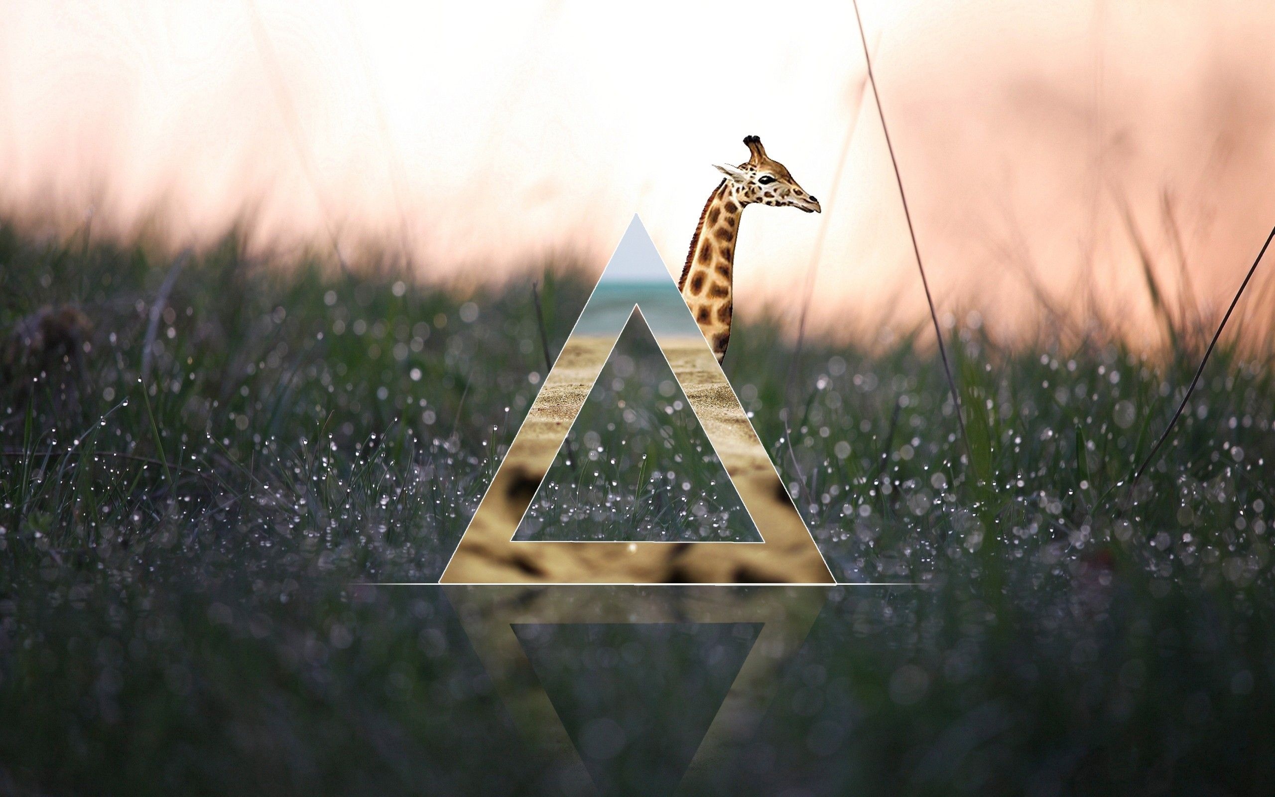 Giraffe, Hipster Wallpaper, 2560x1600 HD Desktop