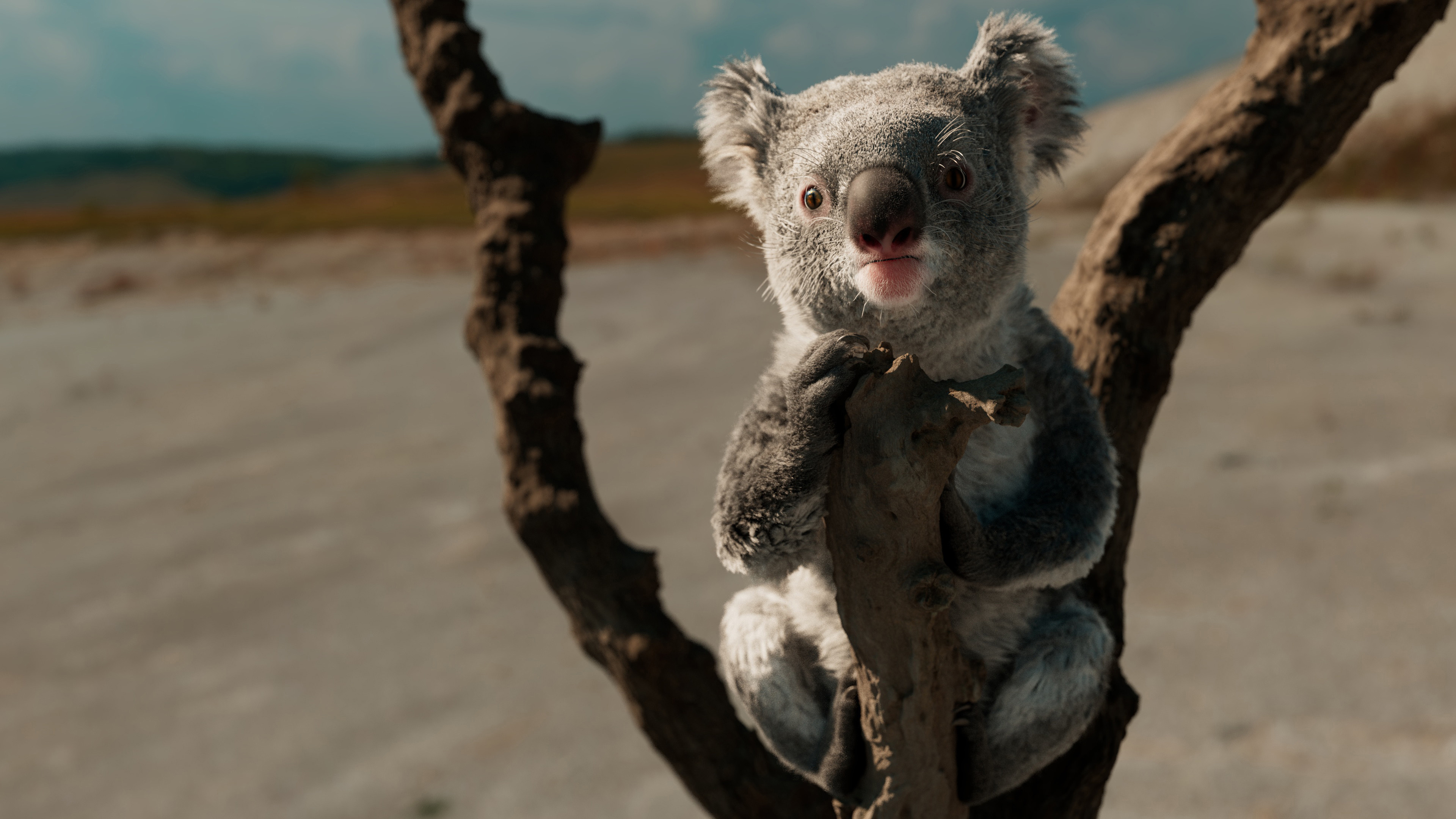 Koala, Artstation, Lookdev renders, Wildlife, 3840x2160 4K Desktop