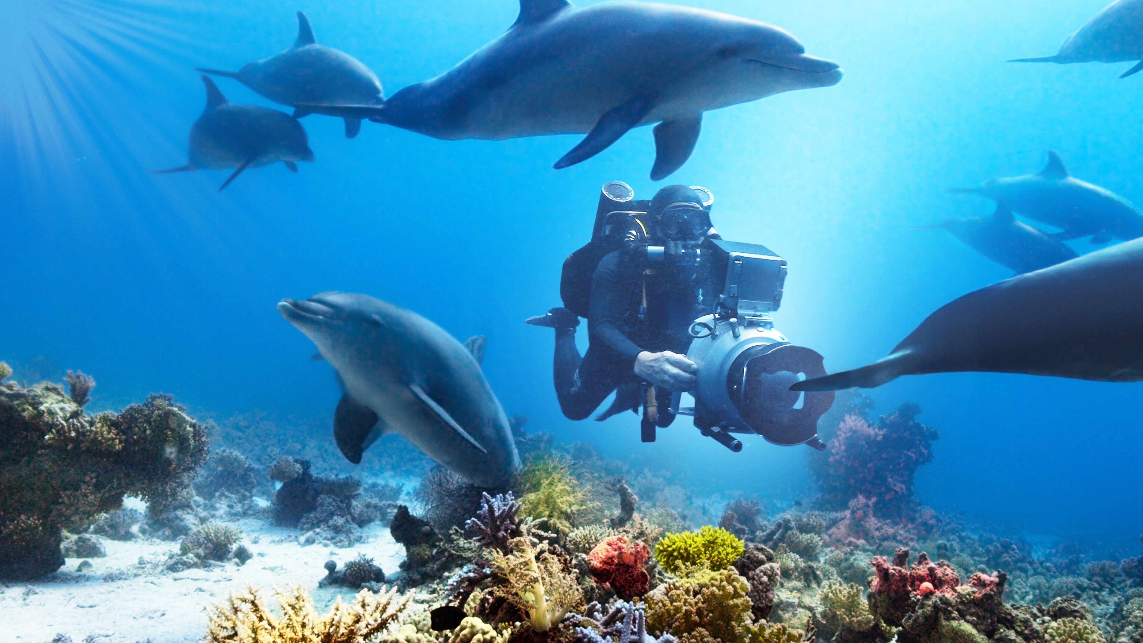 Diving: A process of underwater camera shooting of Diving with Dolphins documentary. 3840x2160 4K Background.