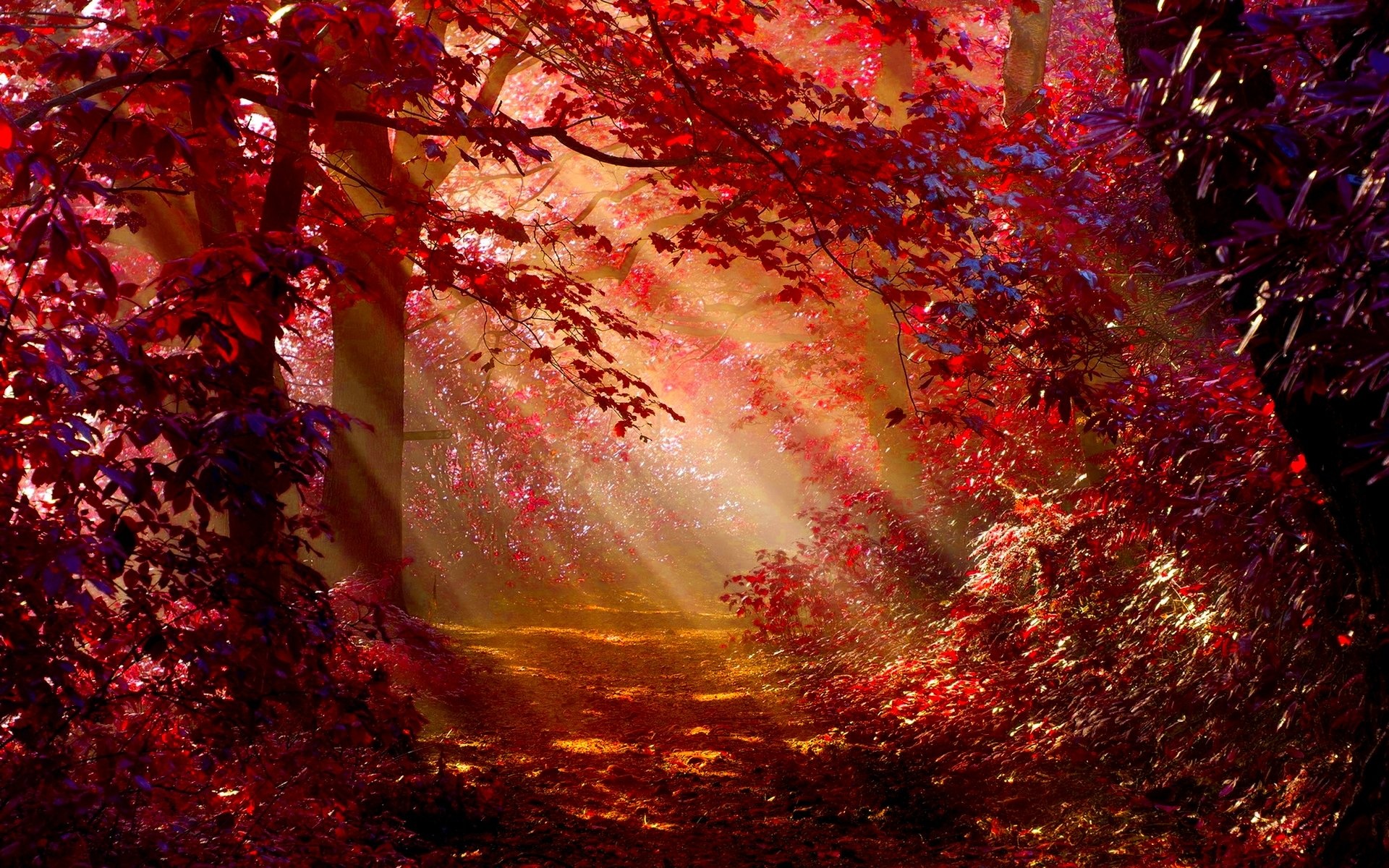 Red autumn, Vibrant colors, Falling leaves, Nature's transition, 1920x1200 HD Desktop
