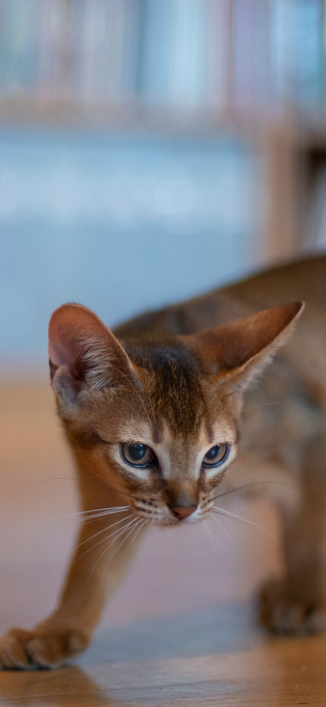 Abyssinian: They are a highly social breed and can be demanding of attention, They do well in multi-cat households due to their social nature. 1130x2440 HD Background.