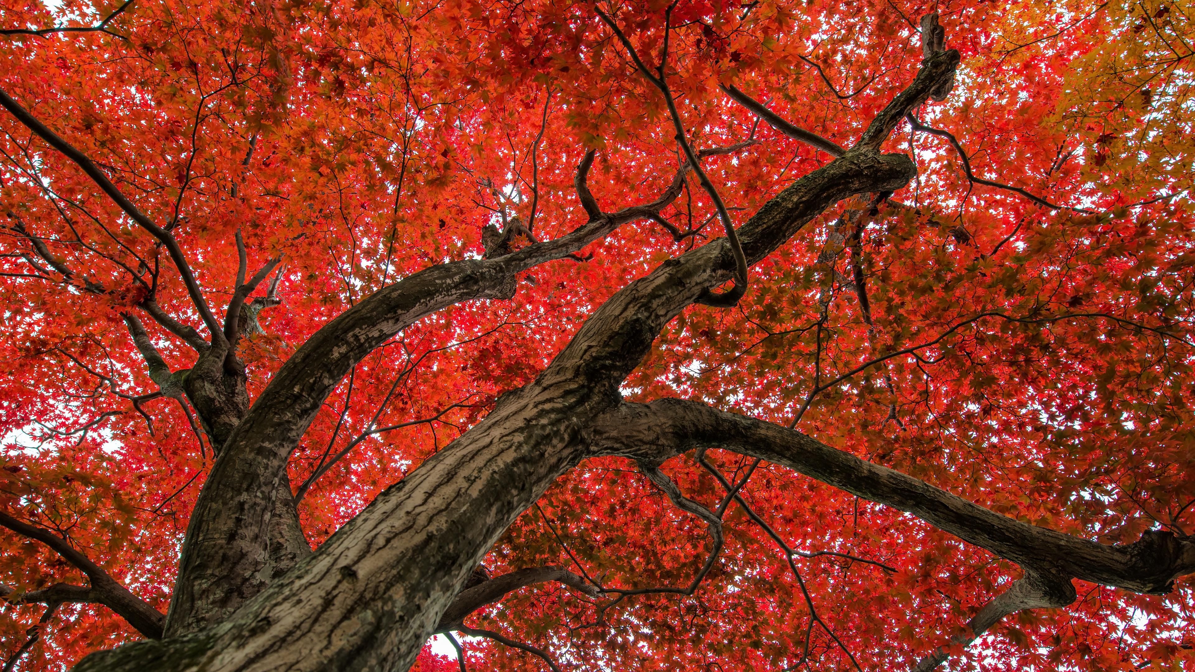 Maple fever, Red maple tree scene, Autumn scenes, Maple tree, 3840x2160 4K Desktop