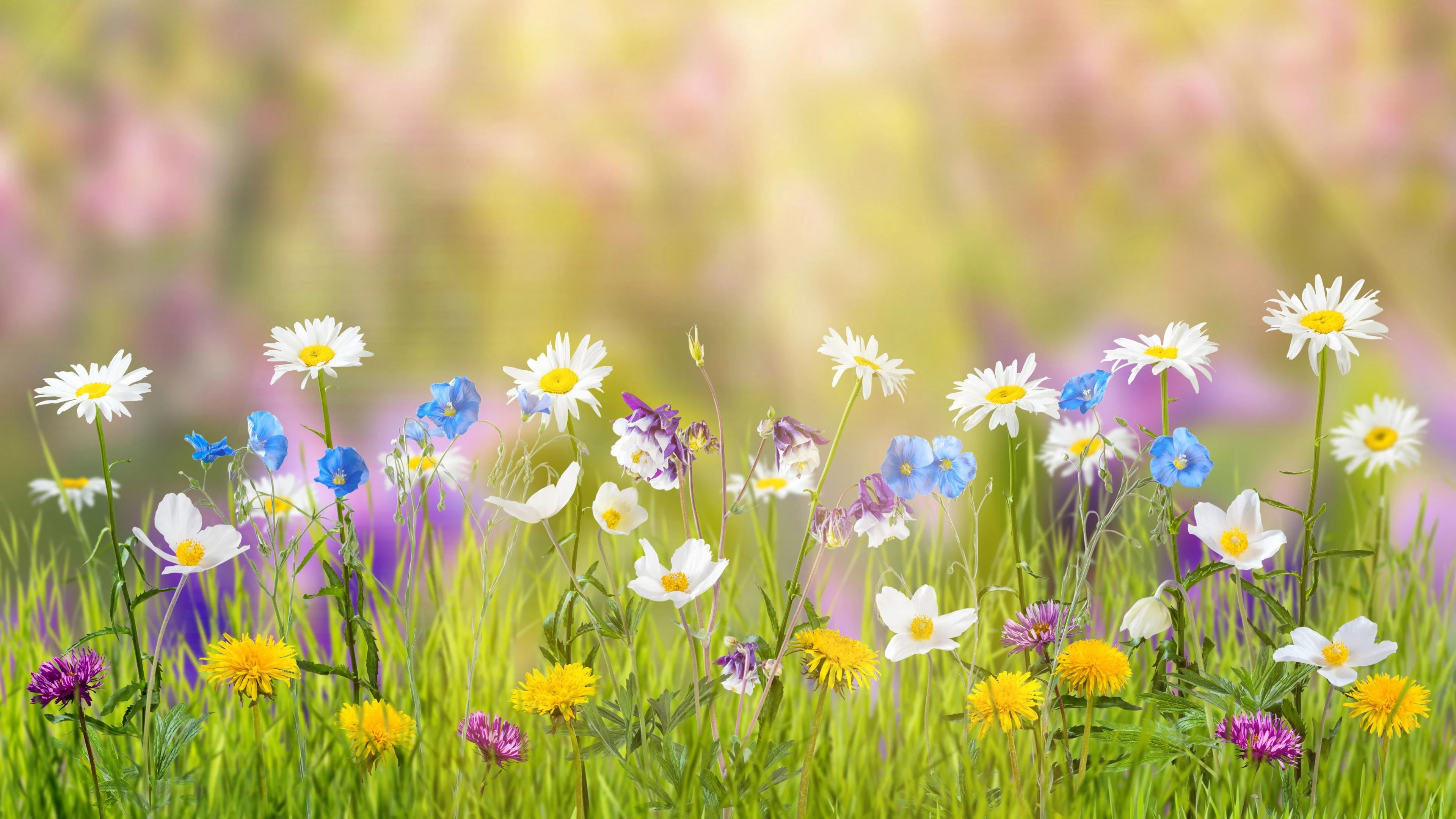 Flower Field: Spring flowers, Herbaceous plant, Grassland. 3840x2160 4K Background.