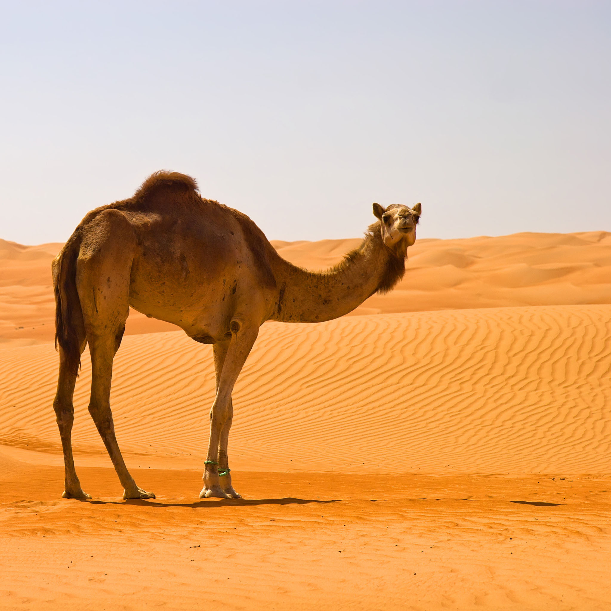 Camel desktop background, Nature wallpaper, Desert landscape, Wildlife, 2050x2050 HD Phone