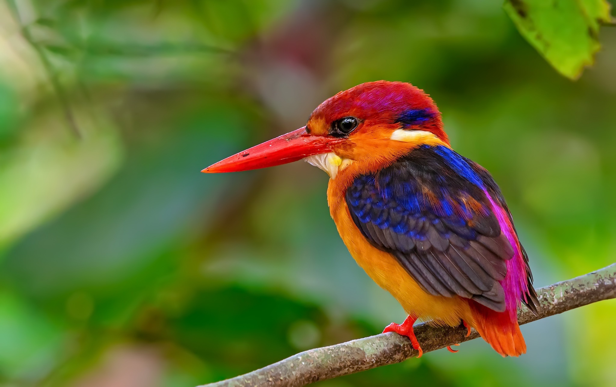 Bird kingfisher, Wildlife wallpaper, High resolution, Beautiful bird, 2050x1290 HD Desktop