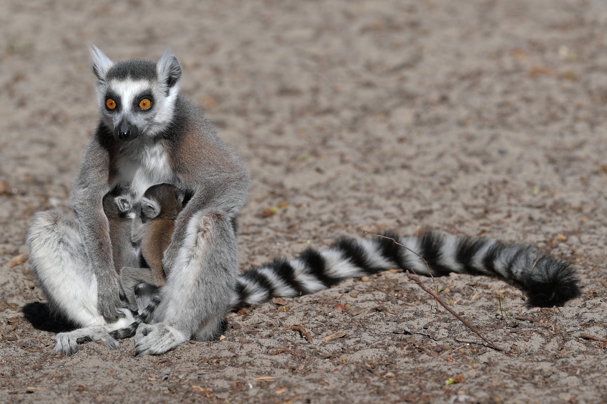 Ring-tailed lemur babies, Debrecen Zoo, Hungary, Lemur breeding program, 2050x1370 HD Desktop