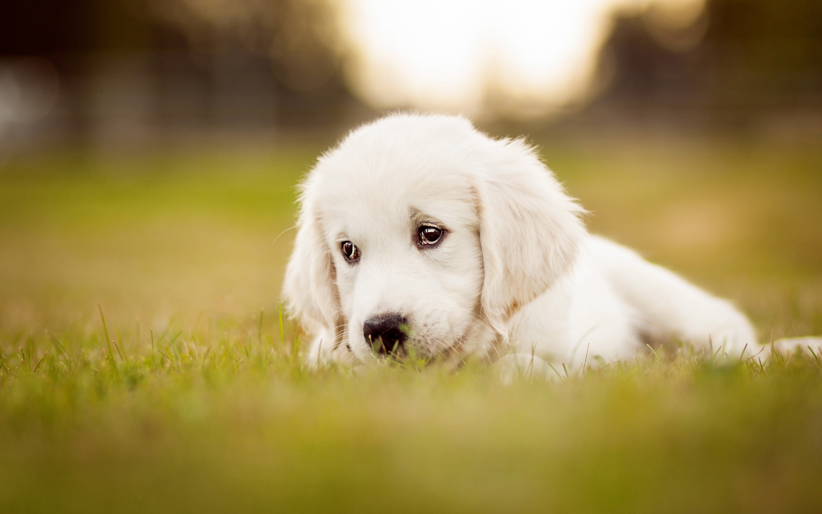 Akbash Dog, Yellow Labrador puppy, Cute dog, Field of grass, 2880x1800 HD Desktop