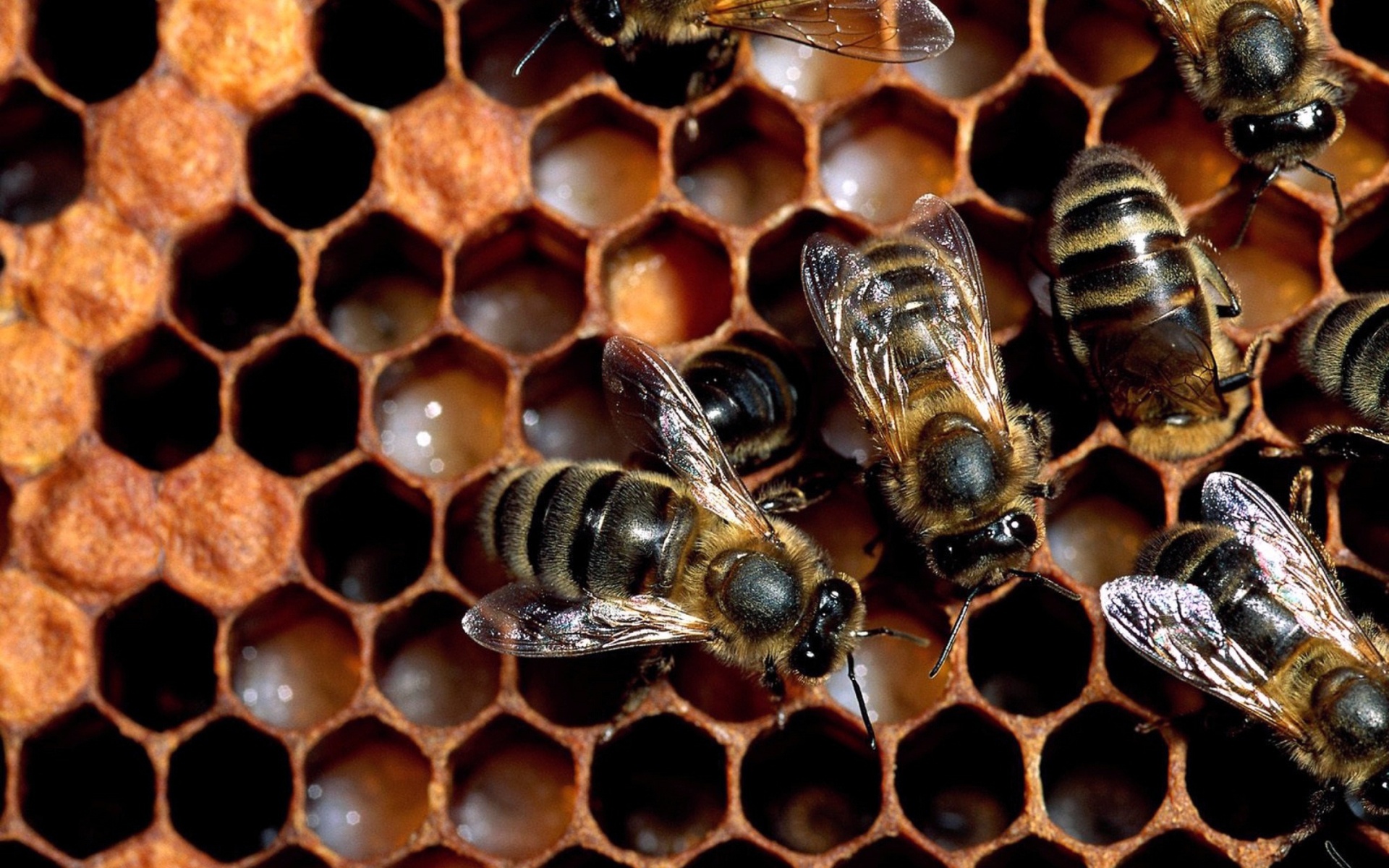 Bee: Beeswax, The material that forms the basis of honeycomb. 1920x1200 HD Background.