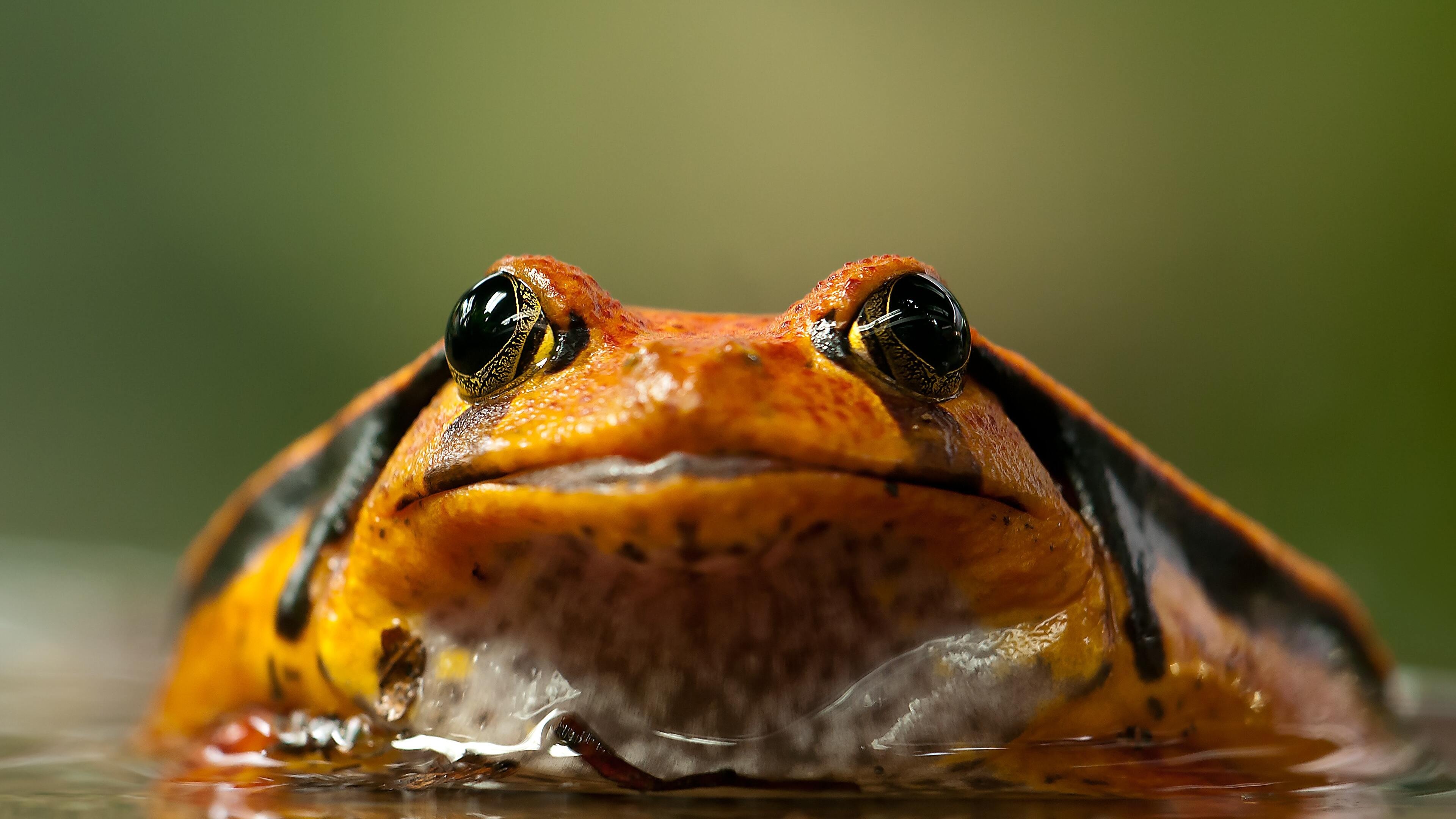 Black and orange frog, Striking contrast, Eye-catching colours, Unique appearance, 3840x2160 4K Desktop