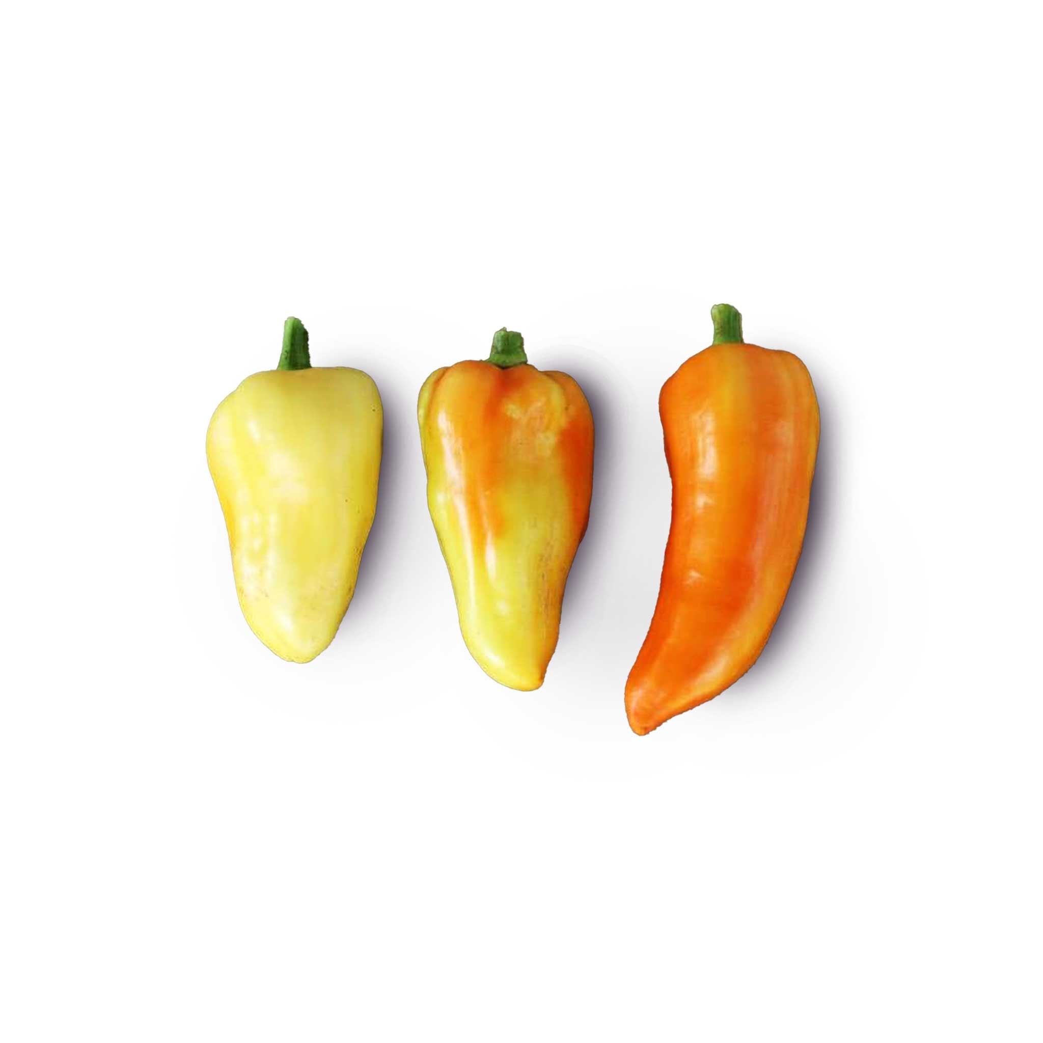 White paprika spice, Gardening essentials, Fresh homegrown, Healthy seasoning, 2050x2050 HD Phone