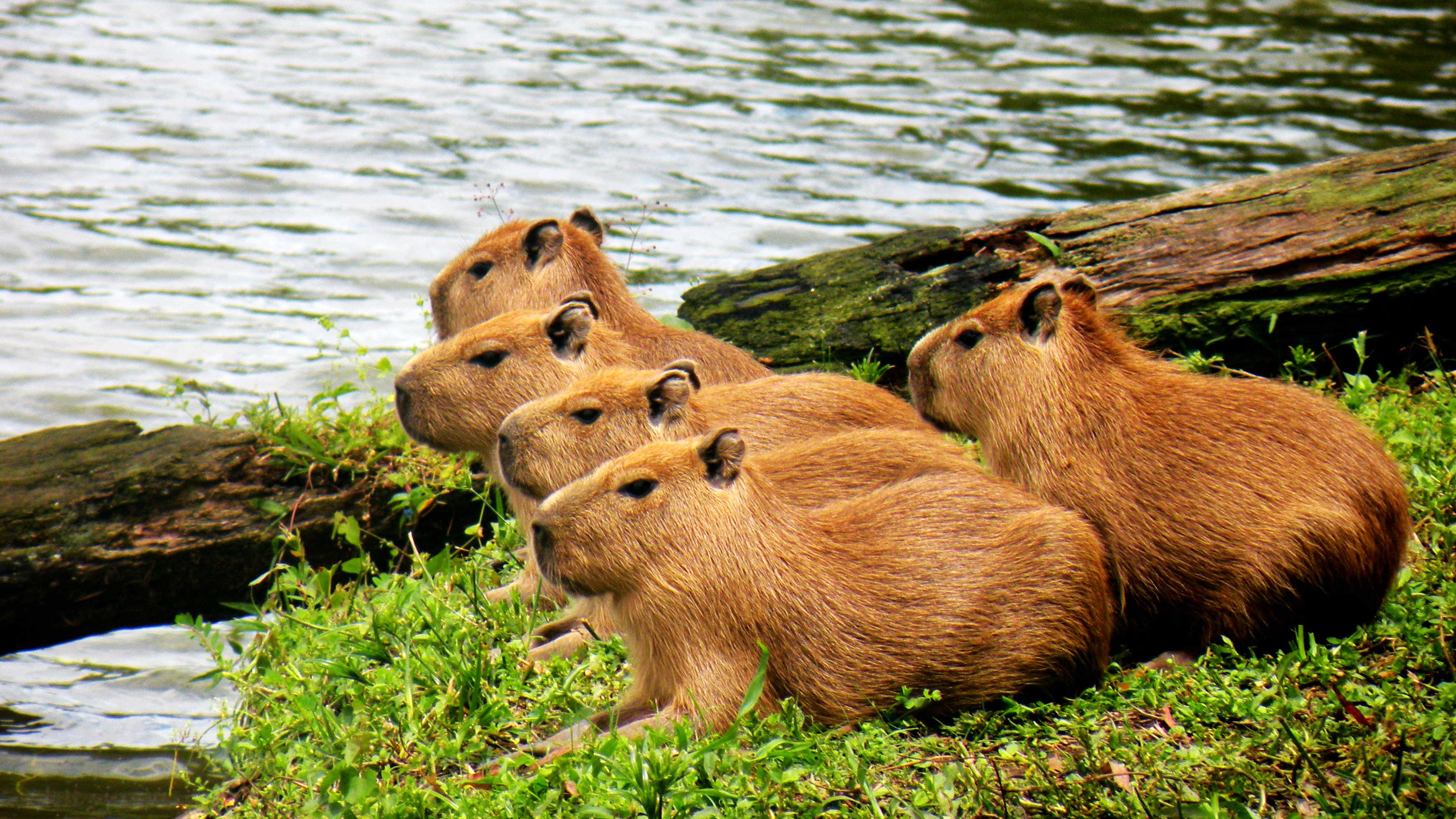 Brazilian wildfires, Damaged habitats, Native capybaras, Environmental impact, 3490x1960 HD Desktop