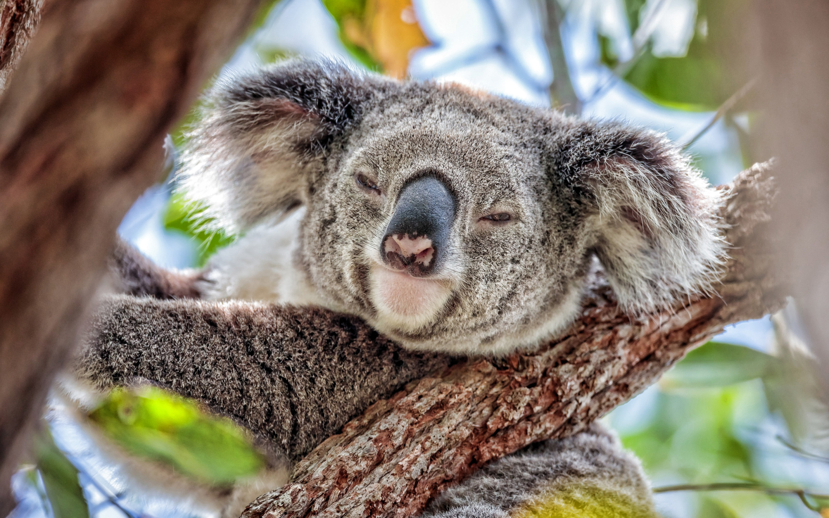 Funny koala wallpaper, Cute animal moment, Wildlife beauty, Desktop enhancement, 2880x1800 HD Desktop