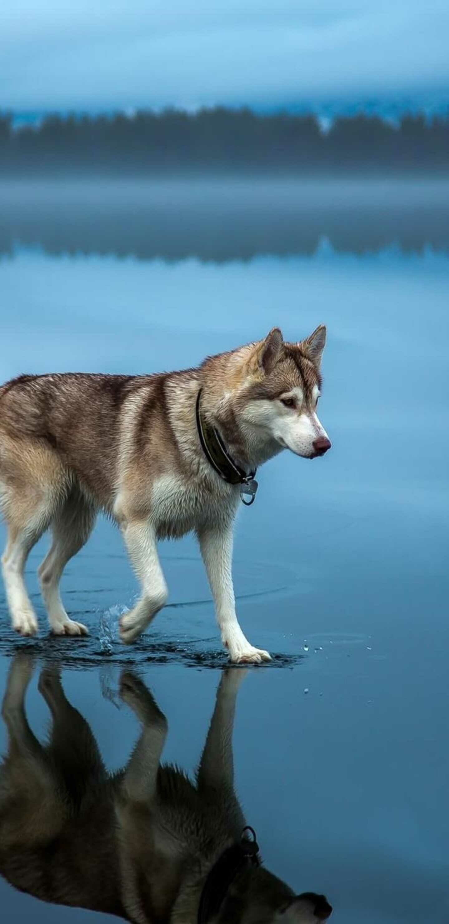 Siberian Husky: A Russian fur trader, introduced the breed to Nome, Alaska, during the Nome Gold Rush. 1440x2960 HD Background.