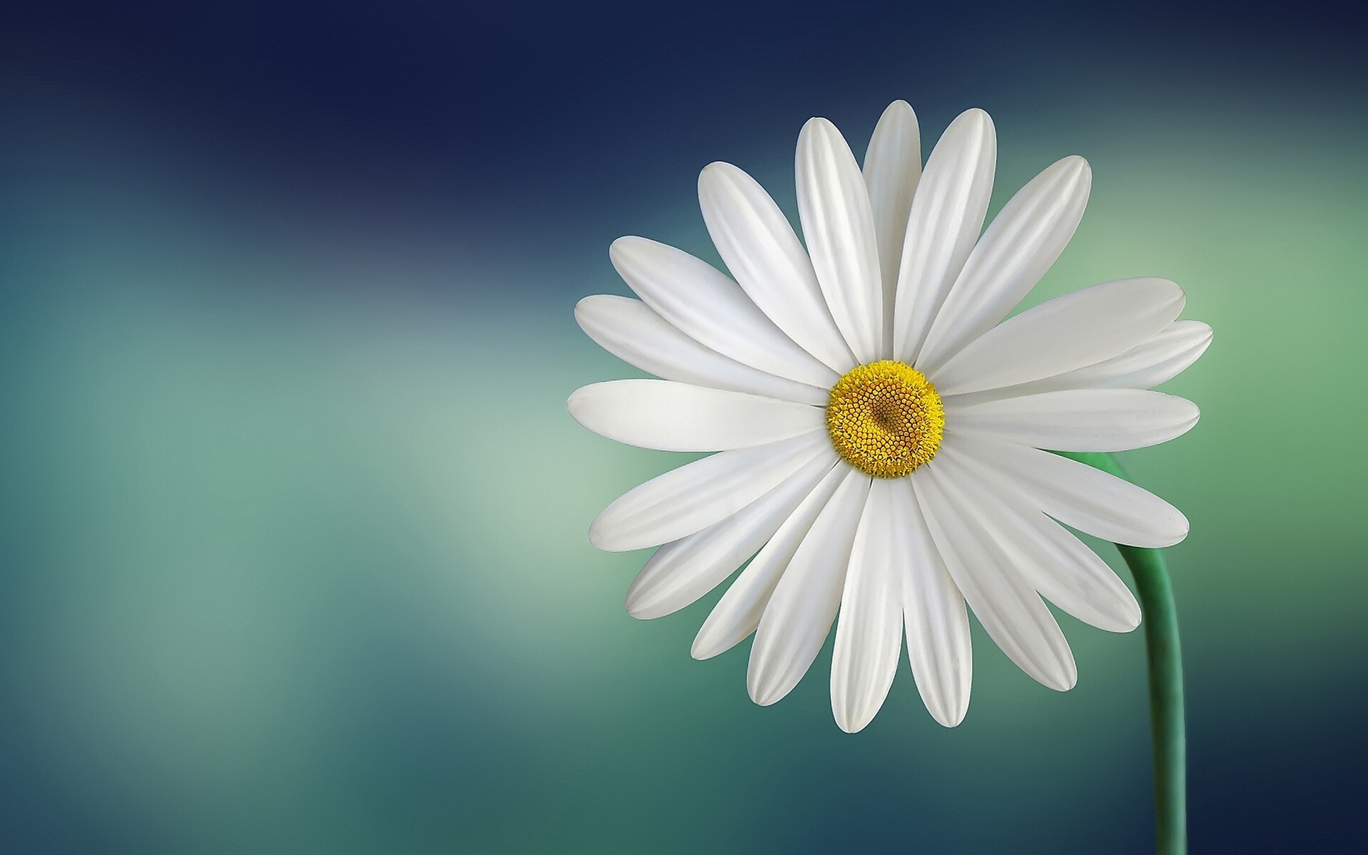 Daisy: As a flower, daisies symbolize innocence, purity, loyalty, patience, and simplicity. 1920x1200 HD Wallpaper.
